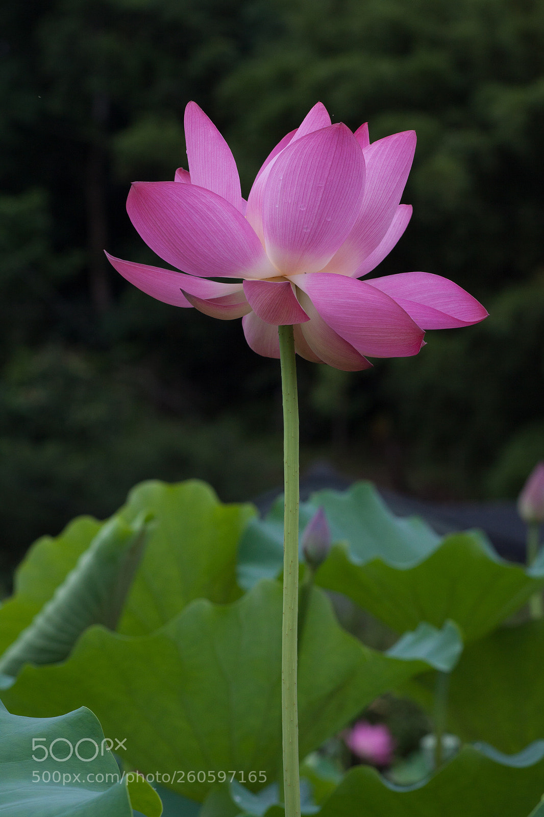 Canon EOS 50D sample photo. Untitled photography
