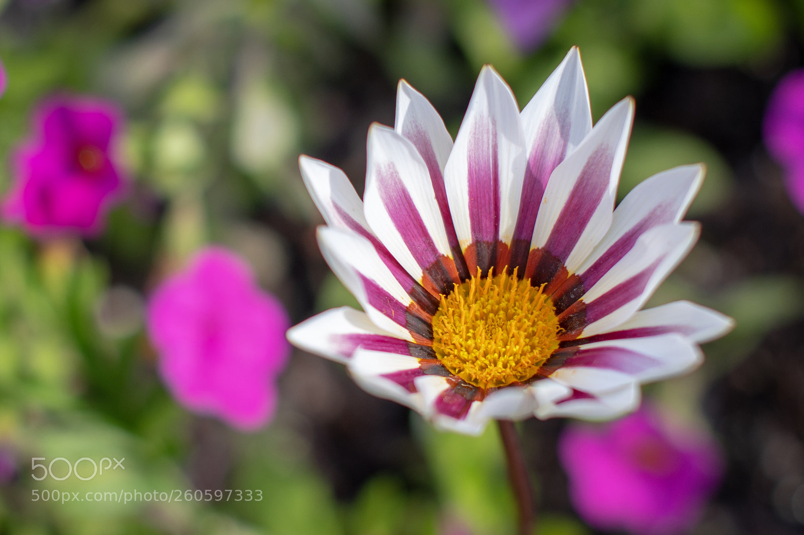Nikon D500 sample photo. Untitled photography