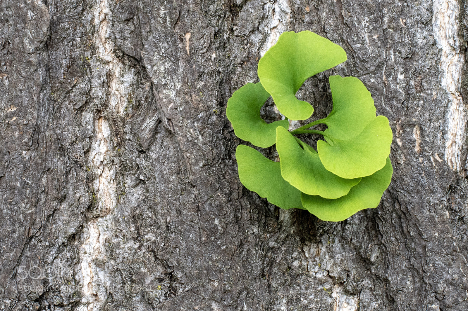 Nikon D500 sample photo. Untitled photography