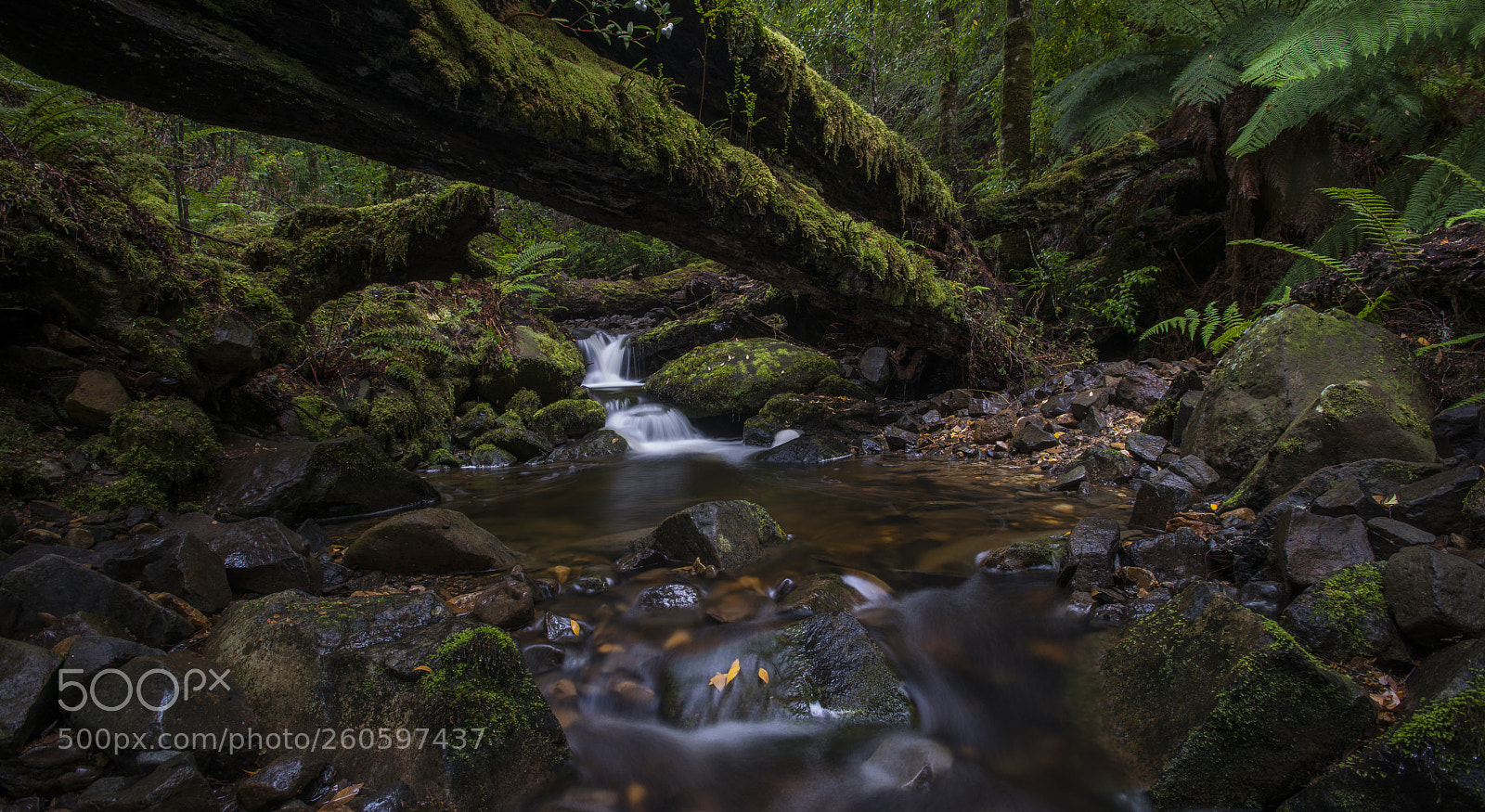Nikon D800E sample photo. Ancient forest. photography