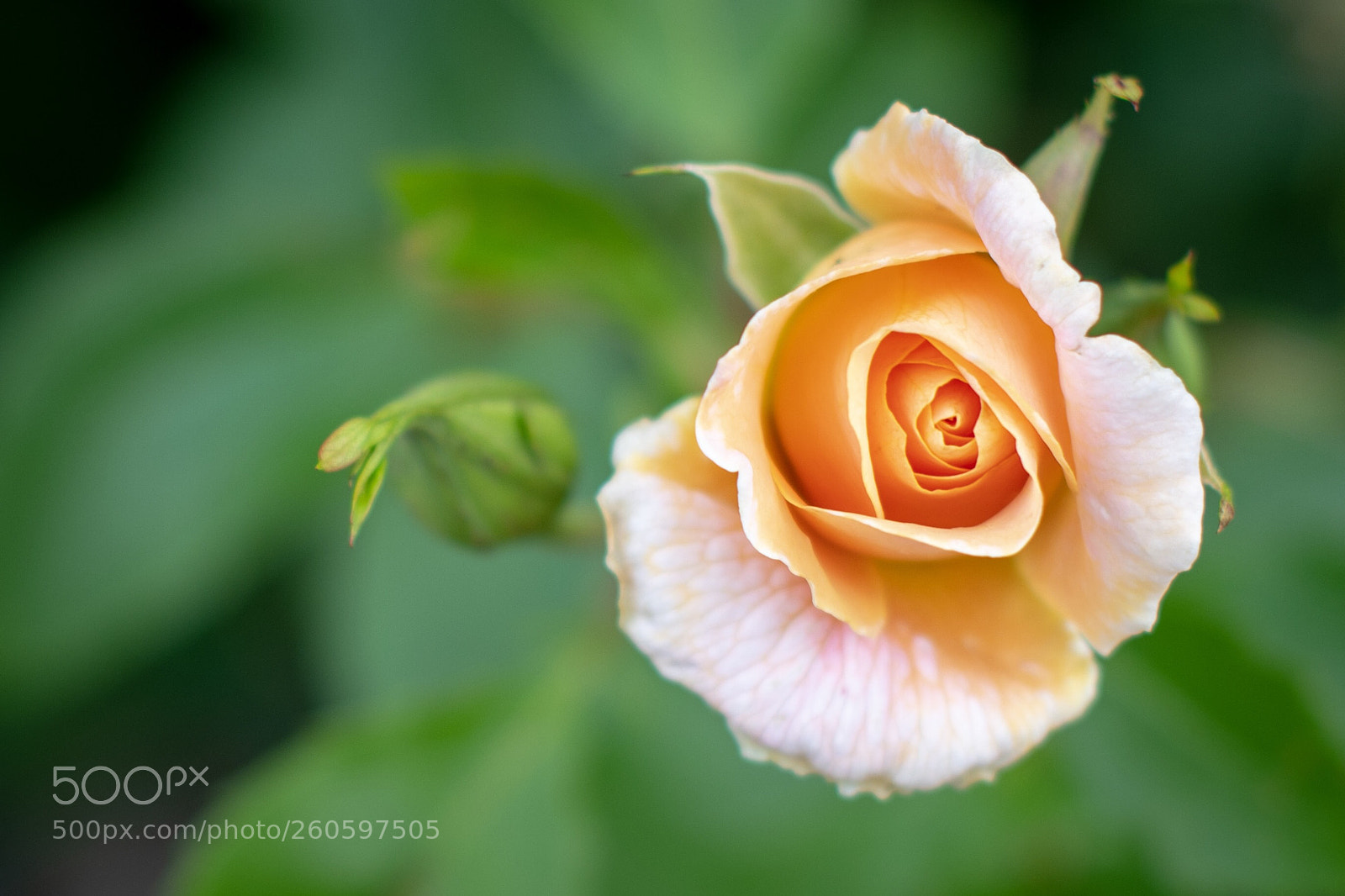 Nikon D500 sample photo. Untitled photography