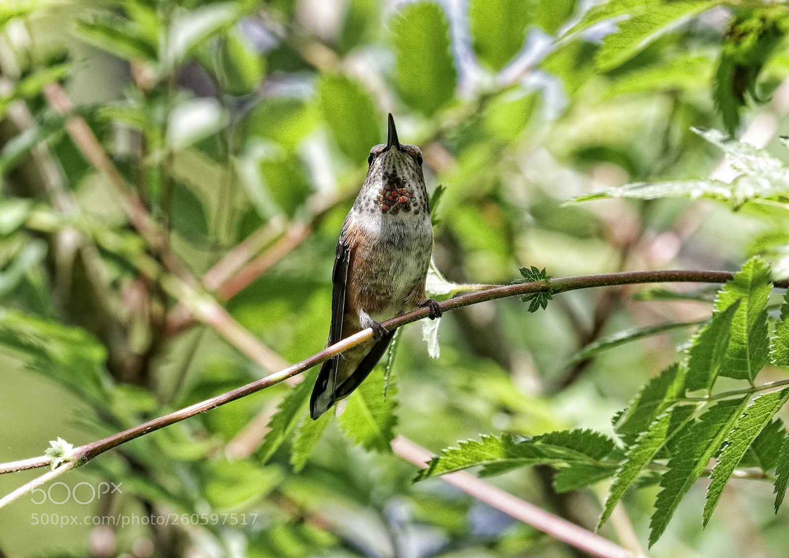 Canon EOS 80D sample photo. Hum perch on mountain photography