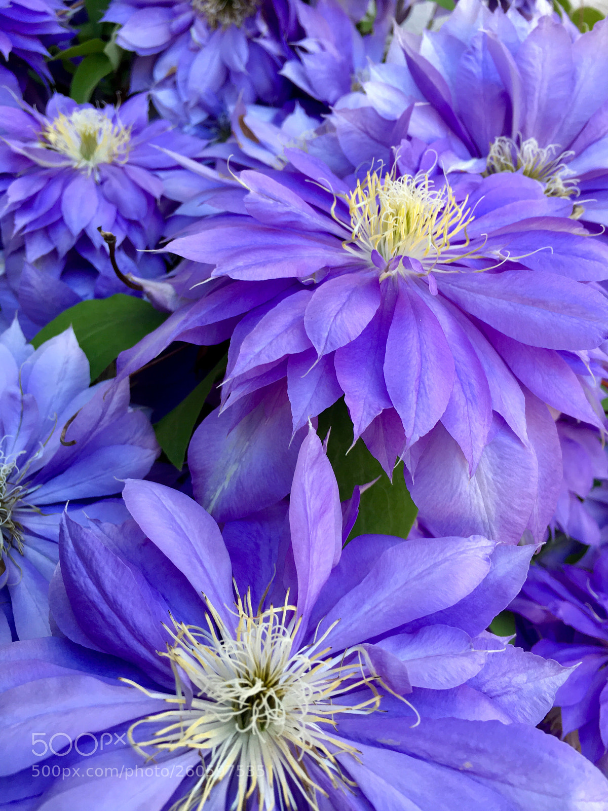 Apple iPhone 6s sample photo. Clematis bloom  photography