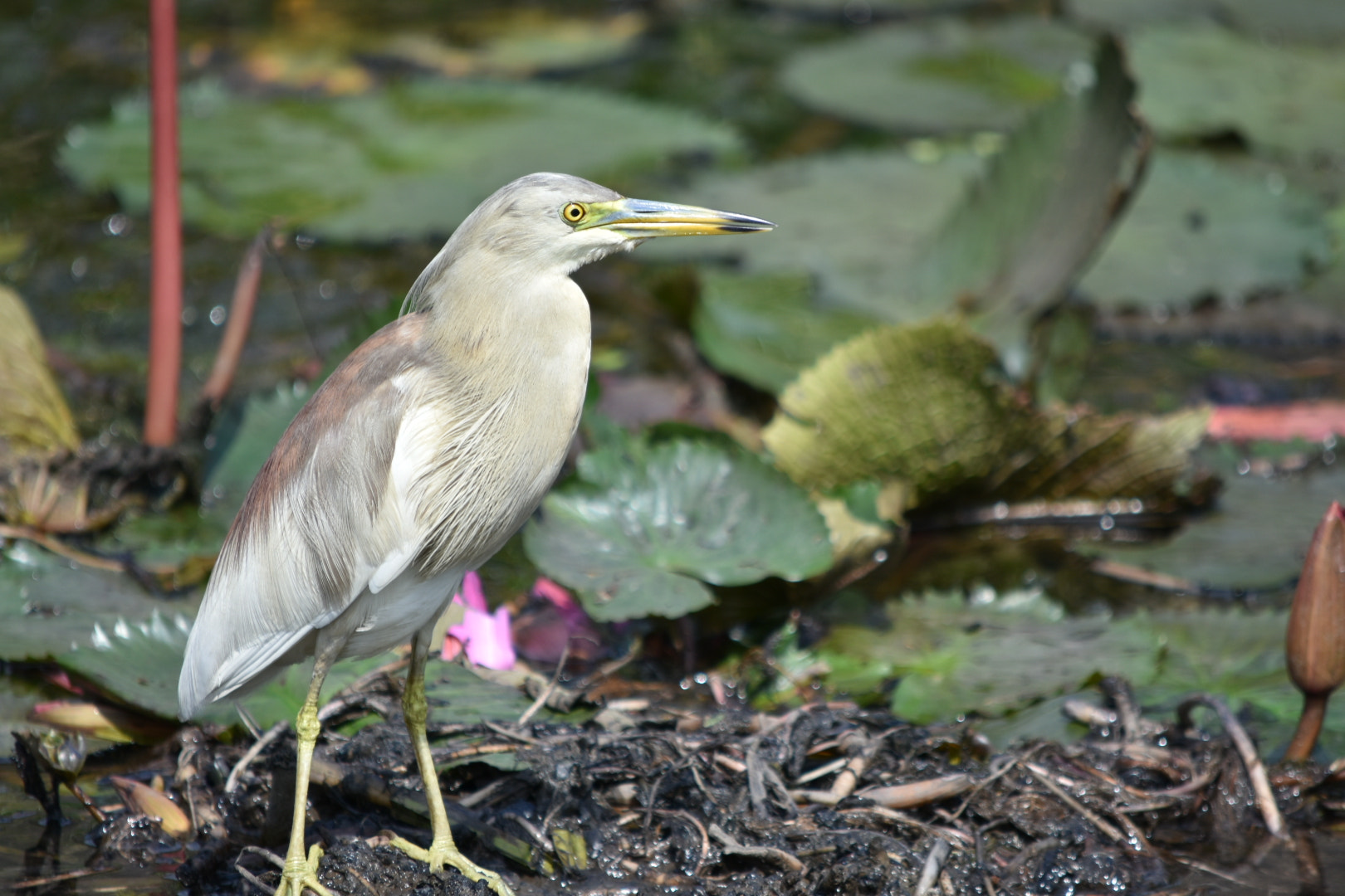 Nikon D3400 sample photo