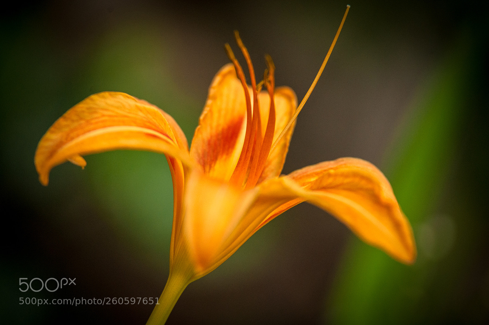 Nikon D700 sample photo. Pretty big flower photography