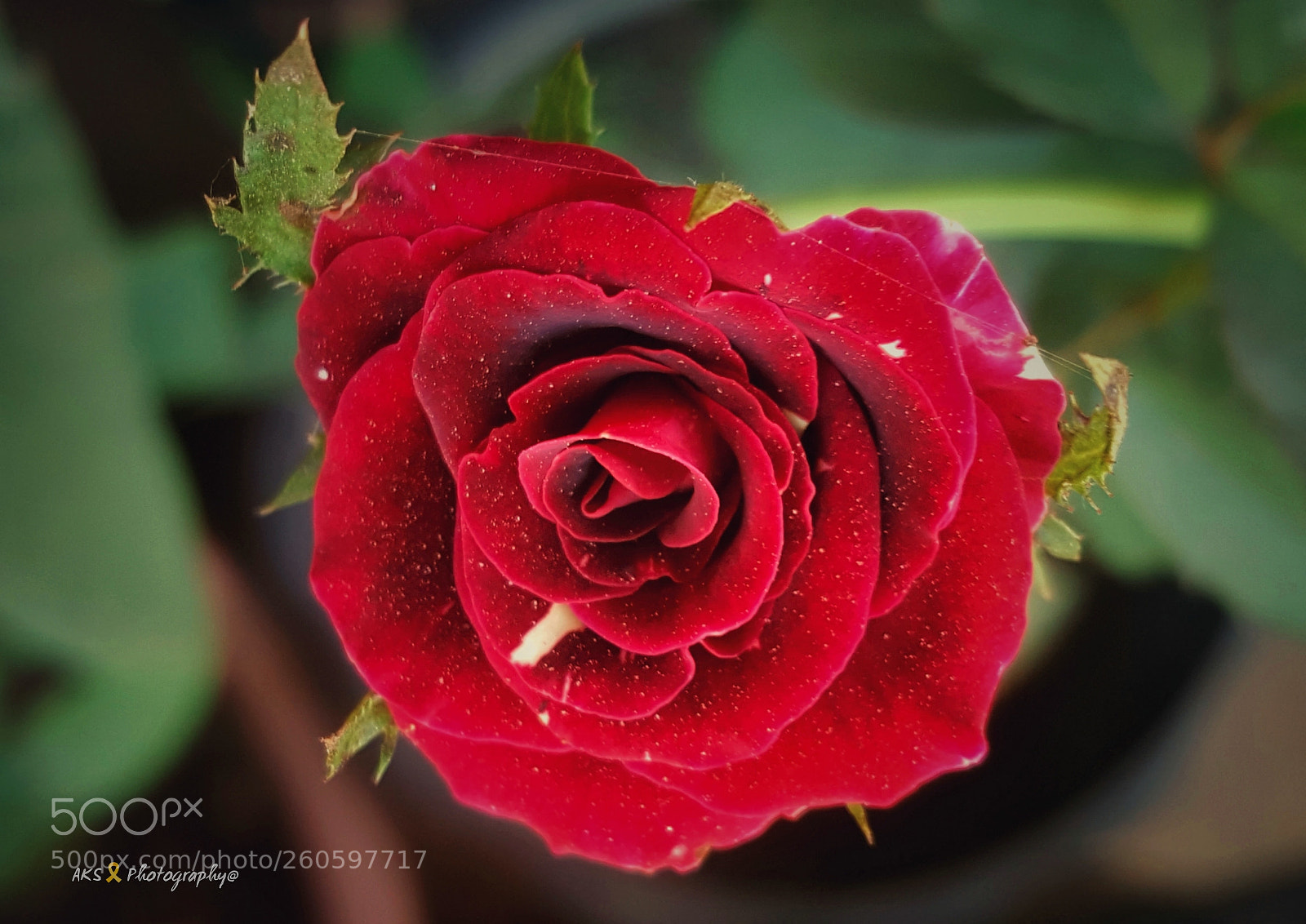 Samsung GALAXY S6 edge sample photo. R.rose photography