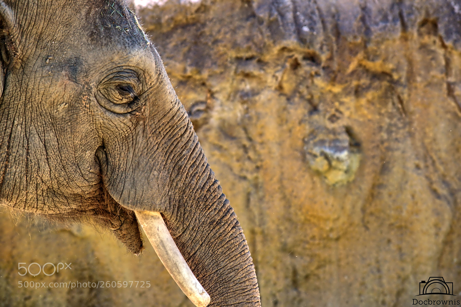 Nikon D5300 sample photo. Wrinkled photography