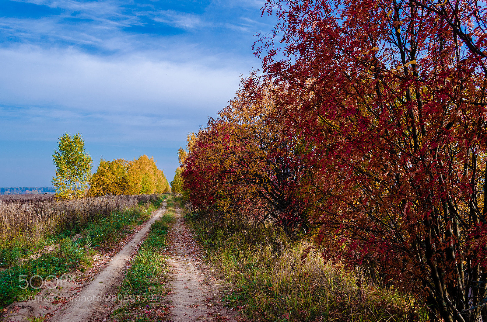 Nikon D5100 sample photo. Autumn photography