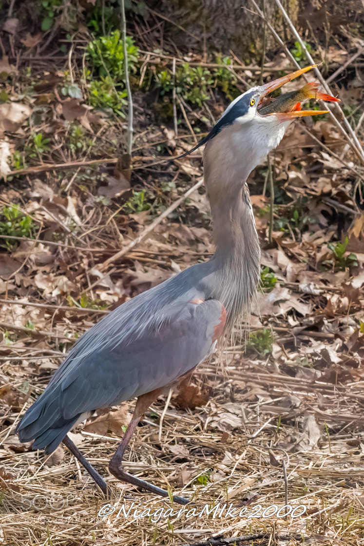 Nikon D850 sample photo. Well the heron did photography
