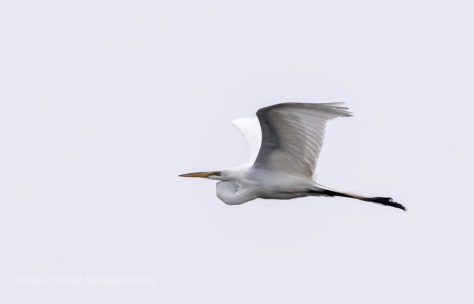 Nikon D500 sample photo. Great egret photography