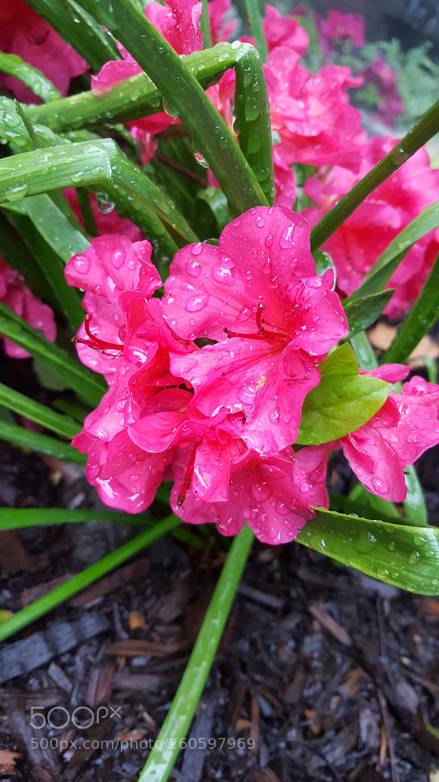 Samsung GALAXY S6 edge sample photo. Astromelias photography