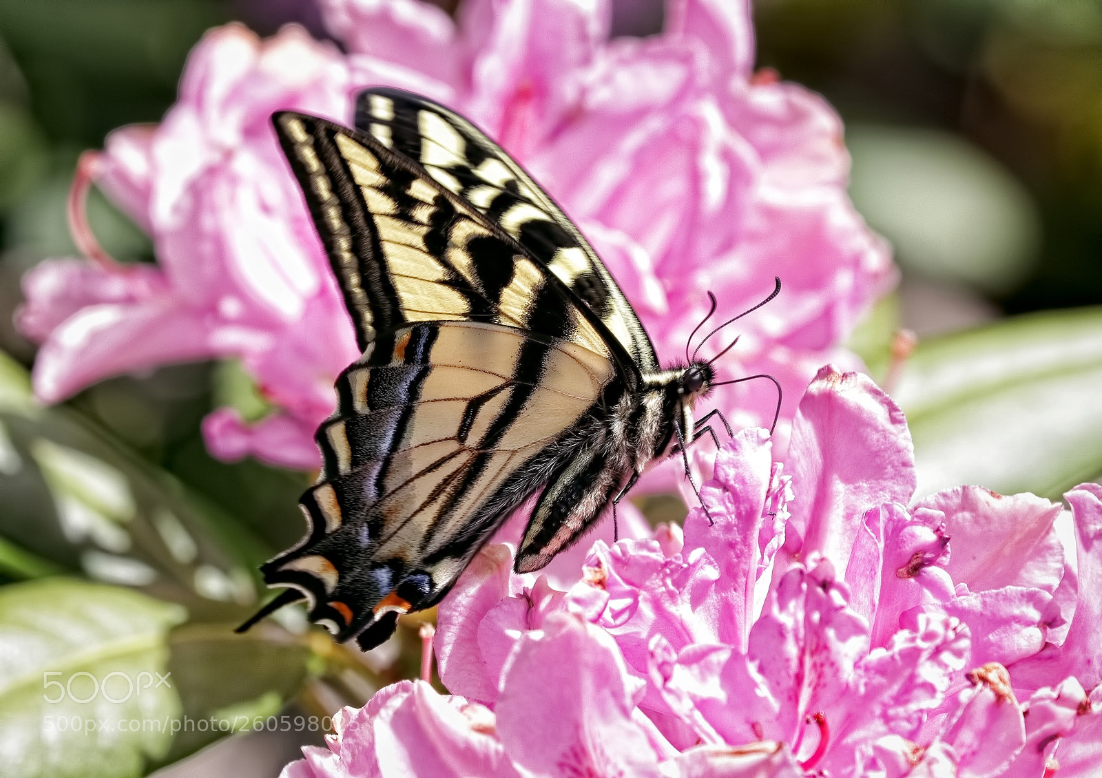 Canon EOS 80D sample photo. Smeter fly on rhodo photography