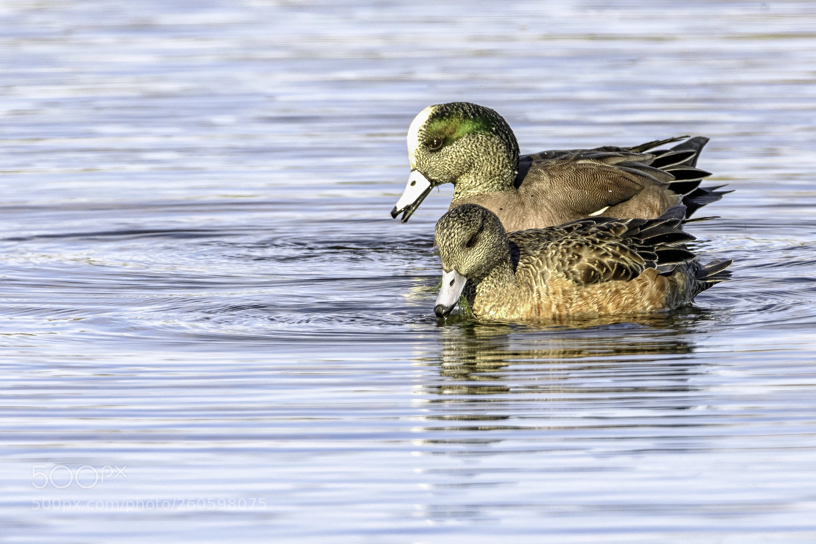 Nikon D810 sample photo. Wigeon's photography