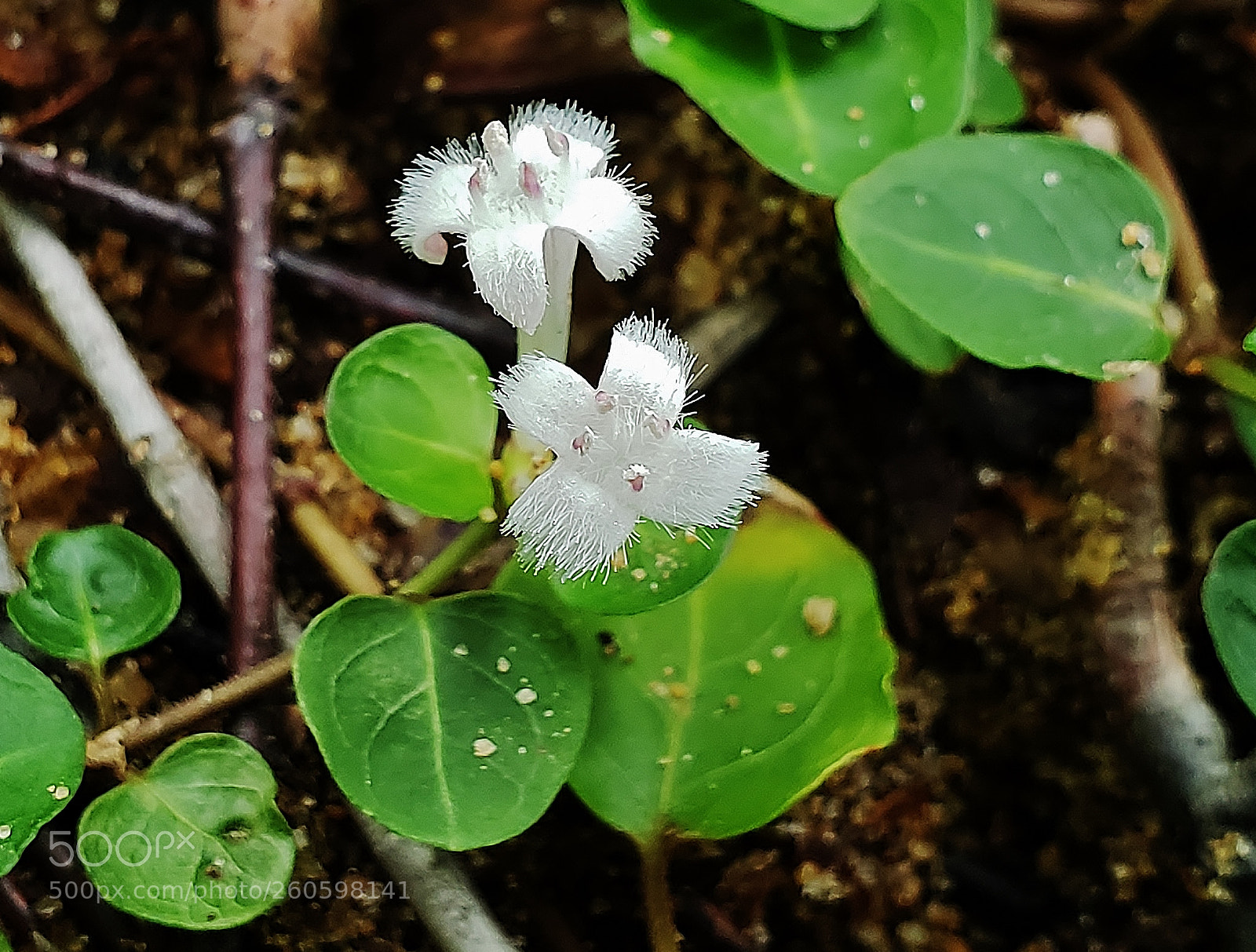 Samsung Galaxy S9+ sample photo. Partridgeberry flowers 2018 photography
