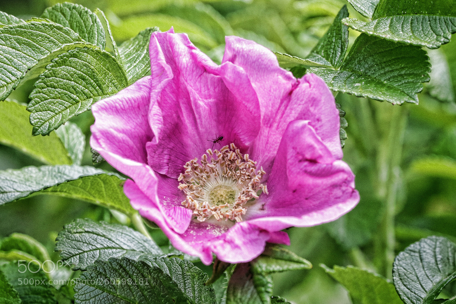 Canon EOS 80D sample photo. Wild rose and marmidon photography