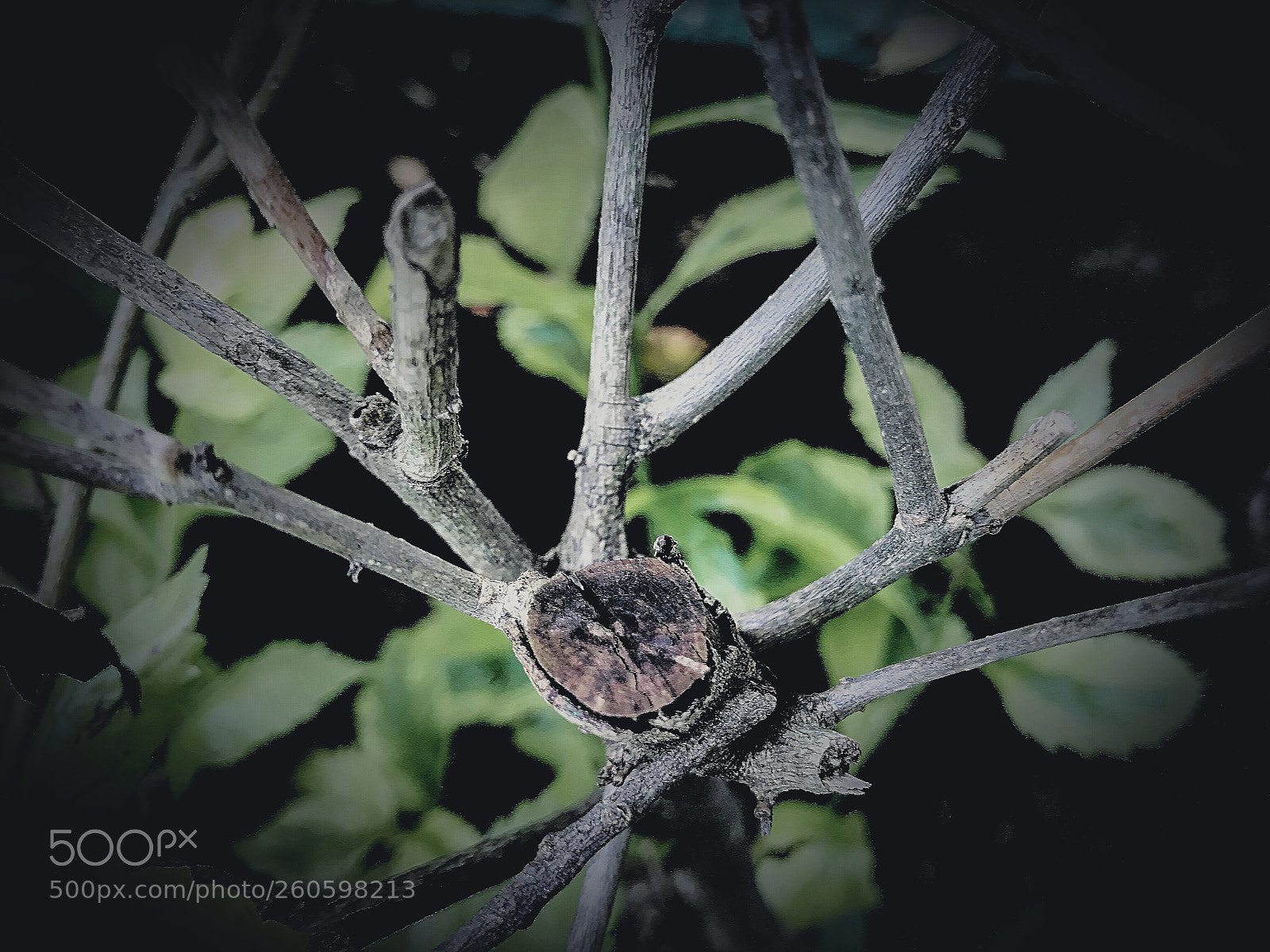 Apple iPhone 7 sample photo. The tree photography