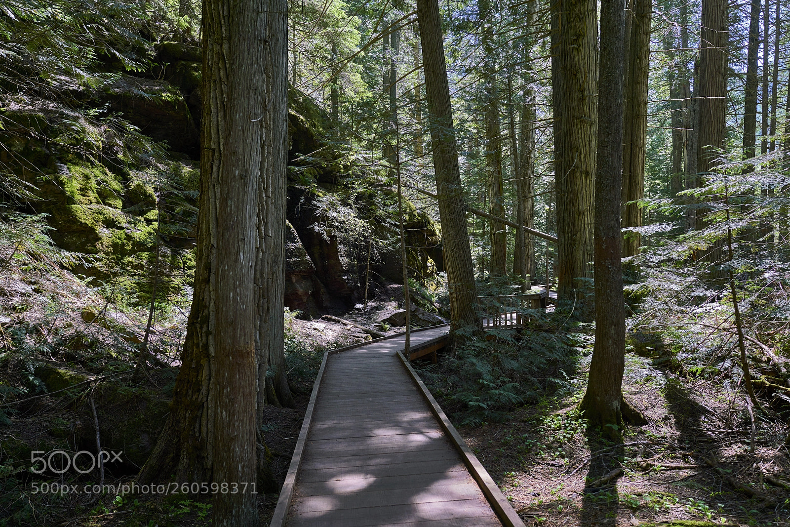 Sony a7R II sample photo. Avalanche trail, glacier national photography