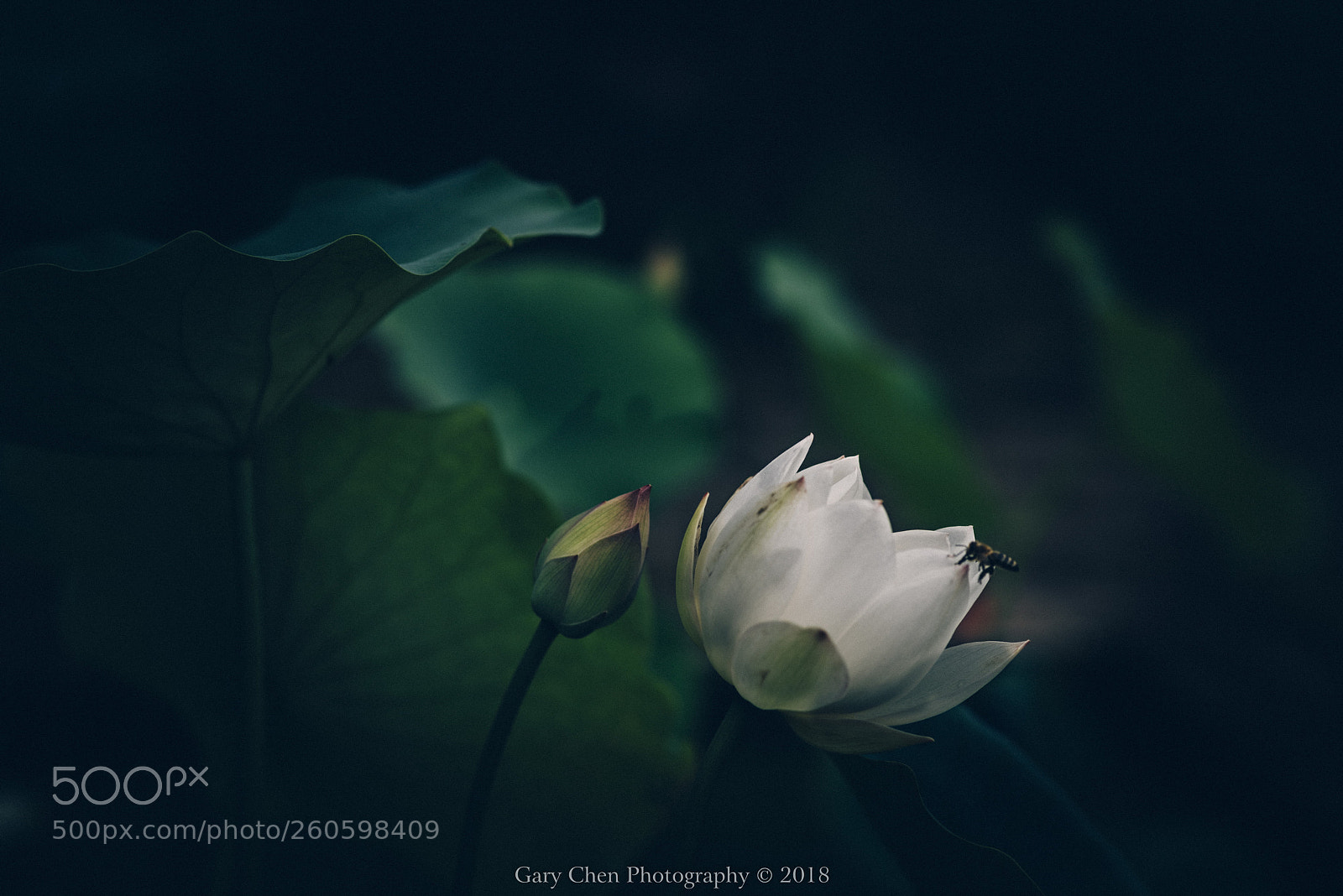Nikon D810 sample photo. 相依 together photography