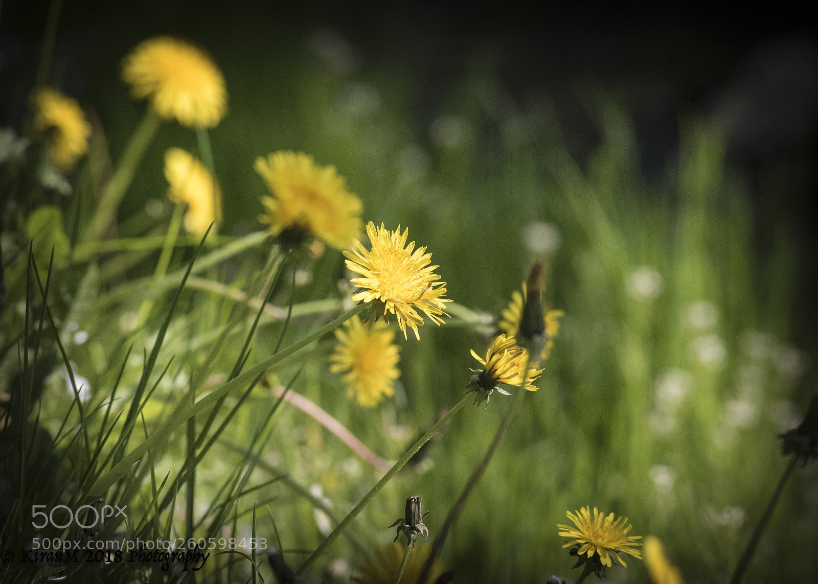 Canon EOS 7D Mark II sample photo. Spring flowers photography