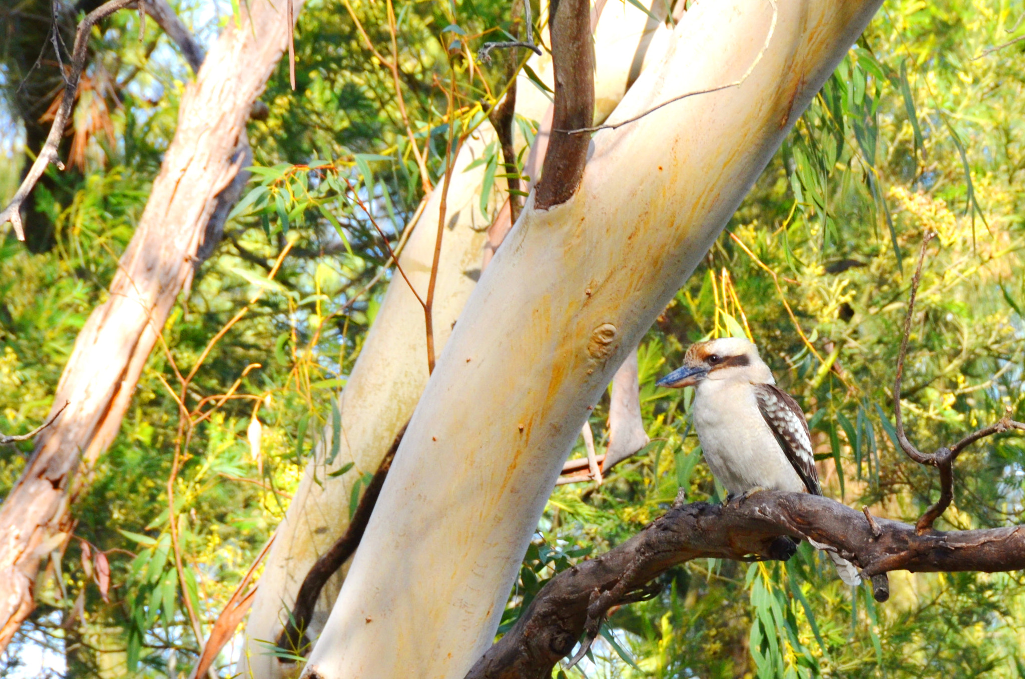 Nikon D5100 + Nikon AF-S DX Nikkor 18-200mm F3.5-5.6G ED VR II sample photo. Kookaburra photography