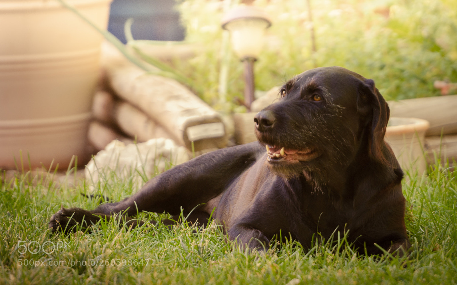 Nikon D7000 sample photo. Satisfaction moments for maisy photography