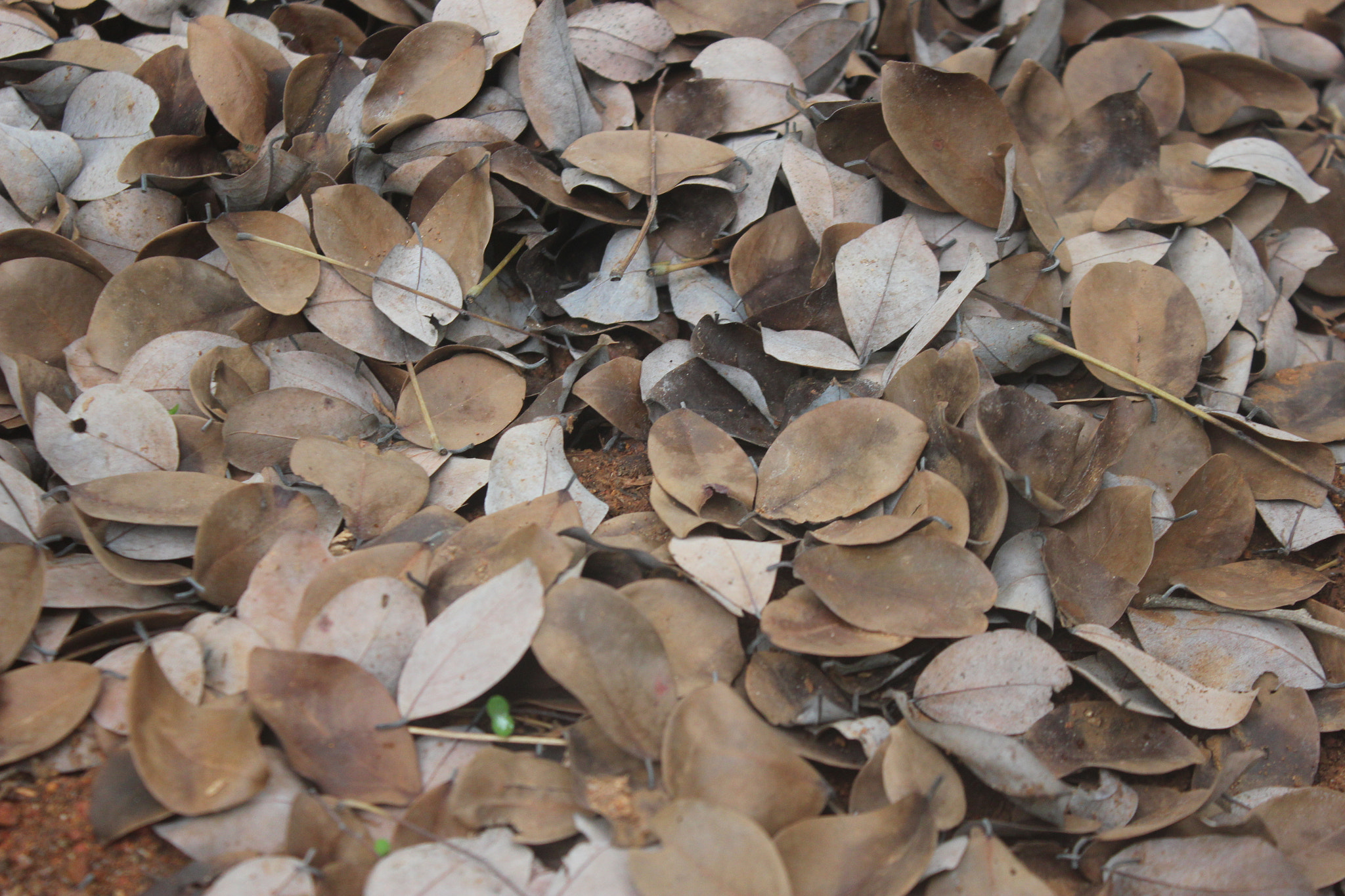 Canon EOS 550D (EOS Rebel T2i / EOS Kiss X4) sample photo. In death they do enrich our soil.... photography