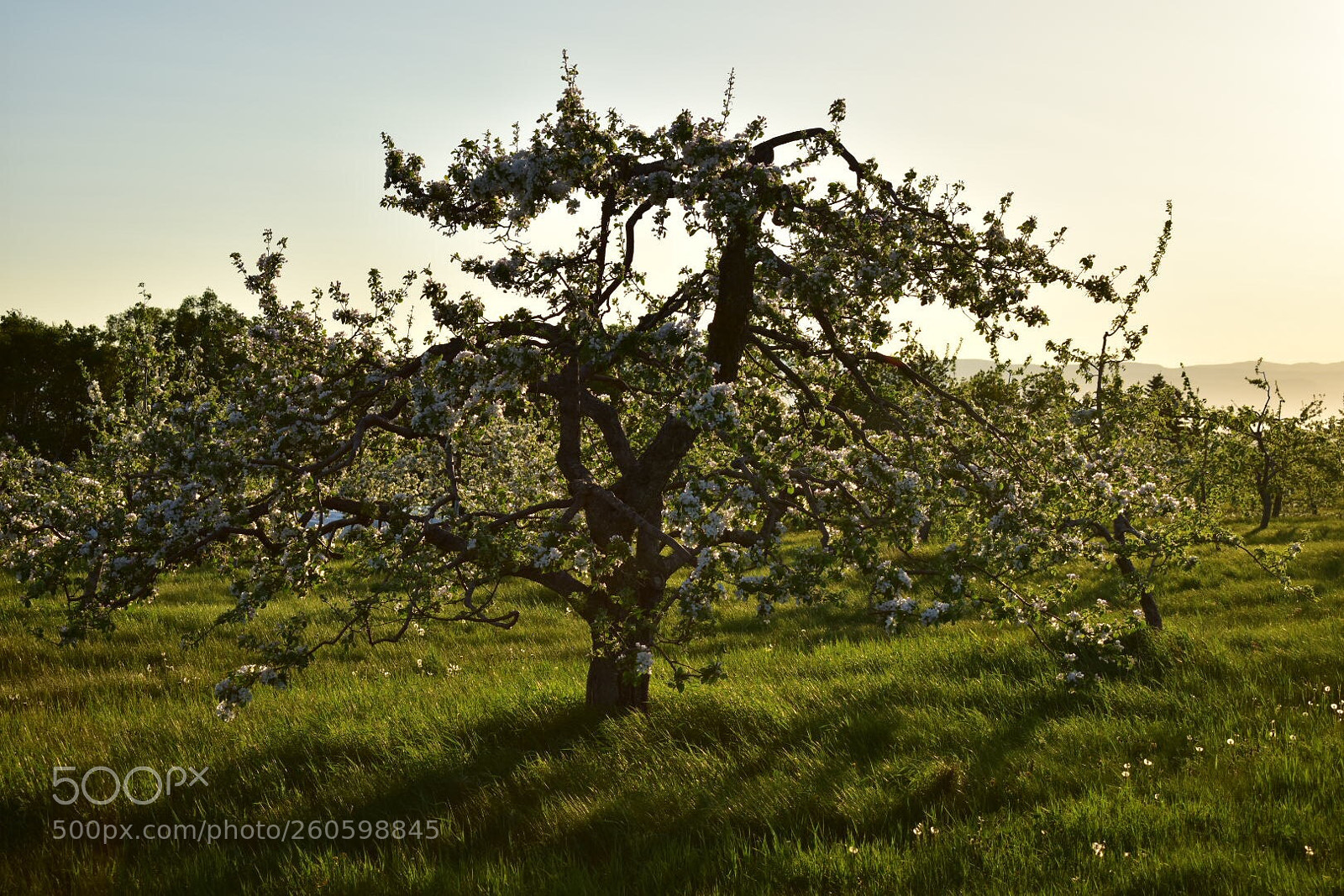 Nikon D7200 sample photo. Appletree photography