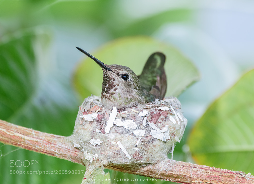 Canon EOS 7D Mark II sample photo. Hummingbird photography