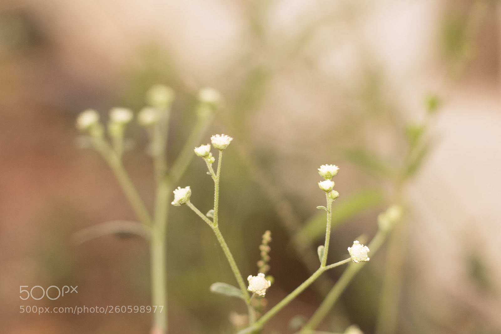 Canon EOS 700D (EOS Rebel T5i / EOS Kiss X7i) sample photo. Flower photography