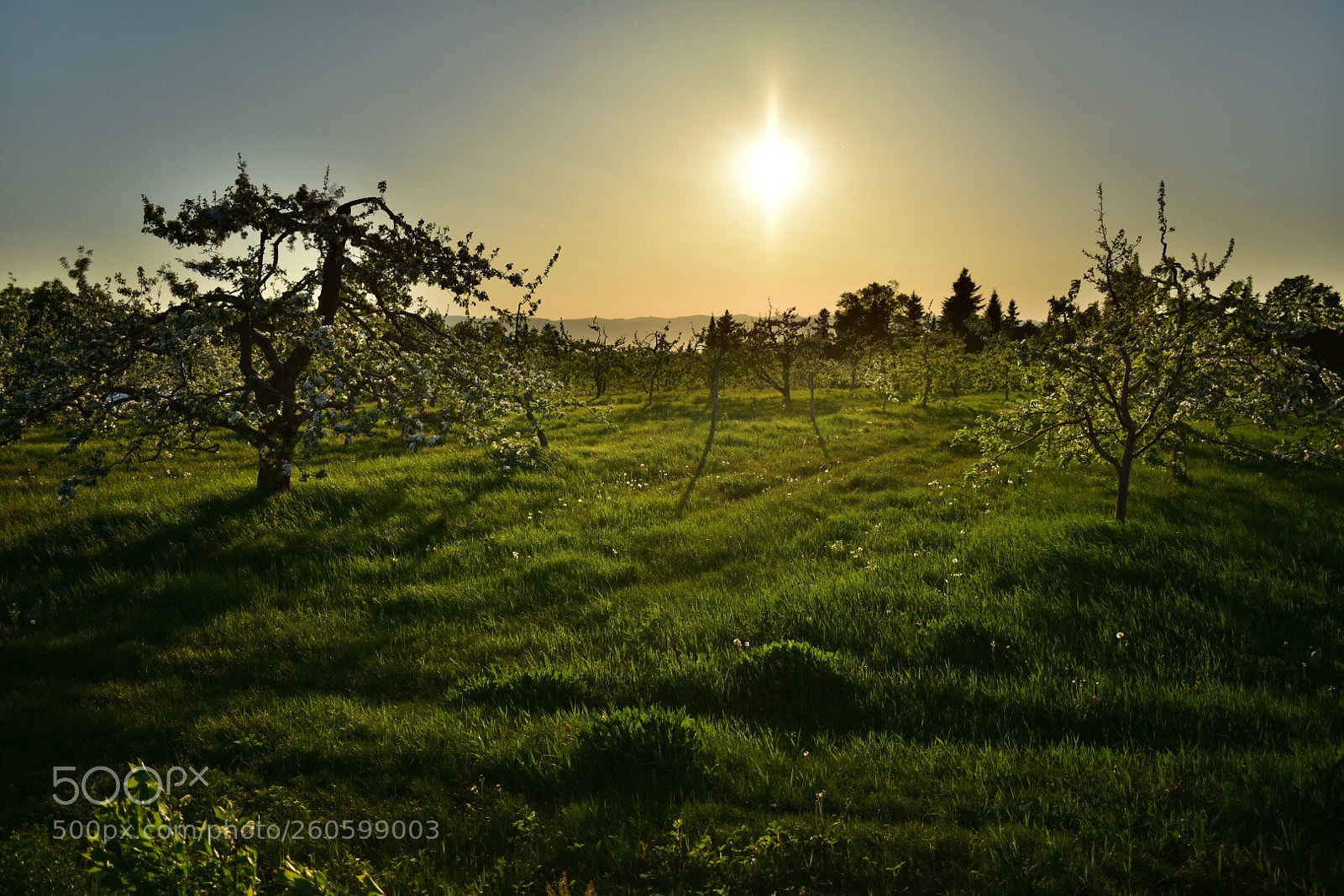Nikon D7200 sample photo. Sunset on orchard photography