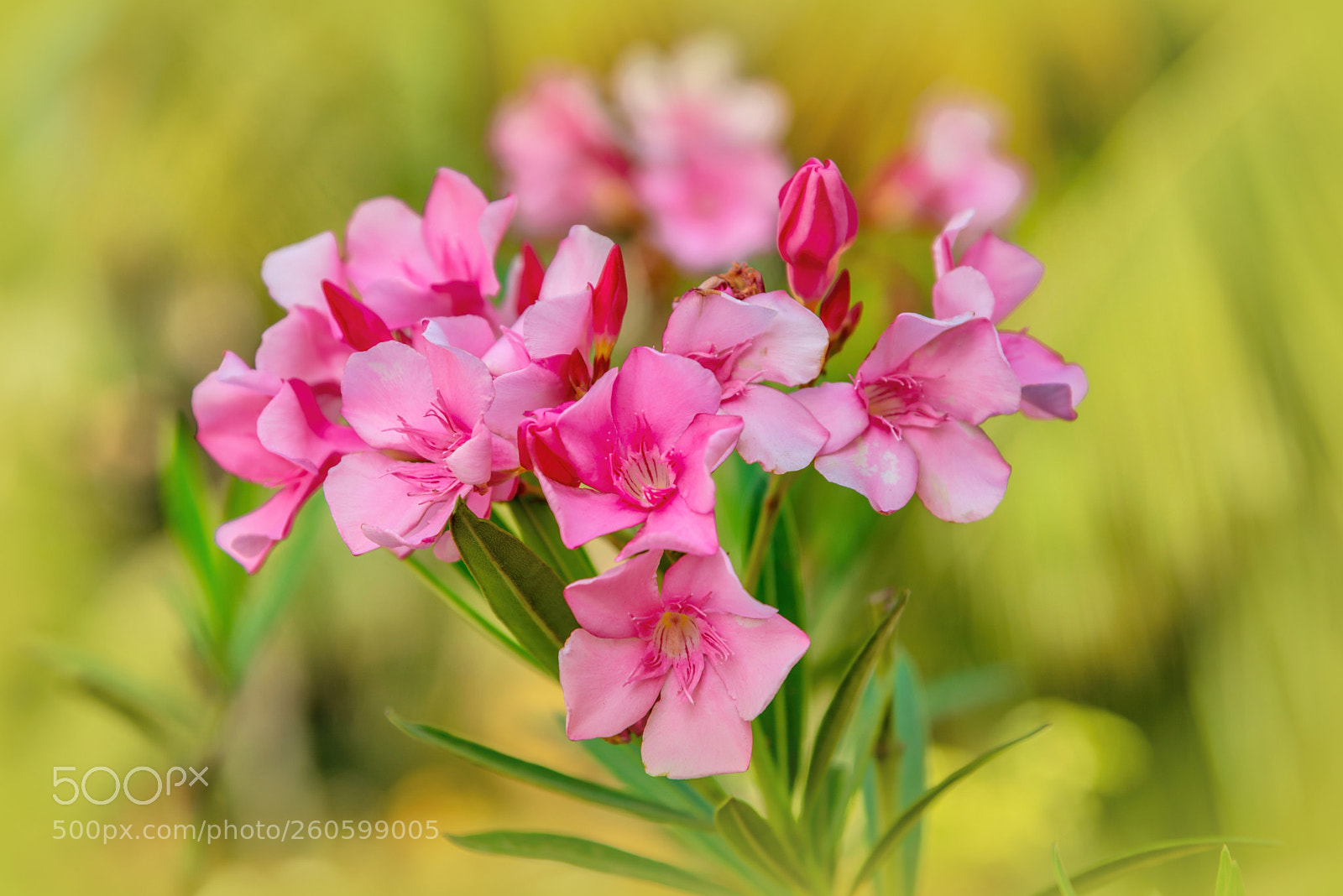 Nikon D610 sample photo. Oleander photography