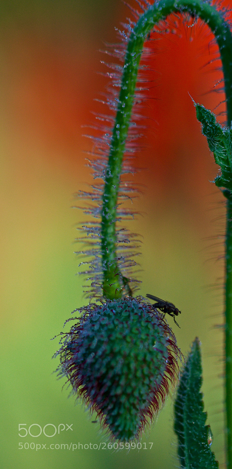 Nikon D500 sample photo. Untitled photography