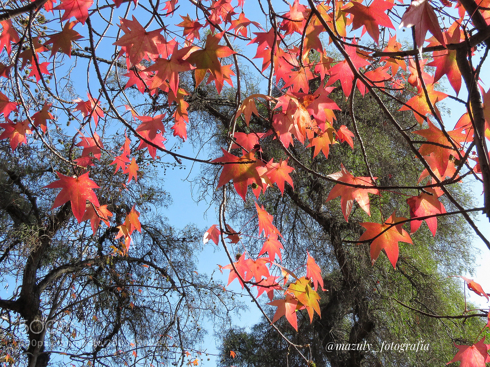 Canon PowerShot SX60 HS sample photo. Ambiente de otoño... photography