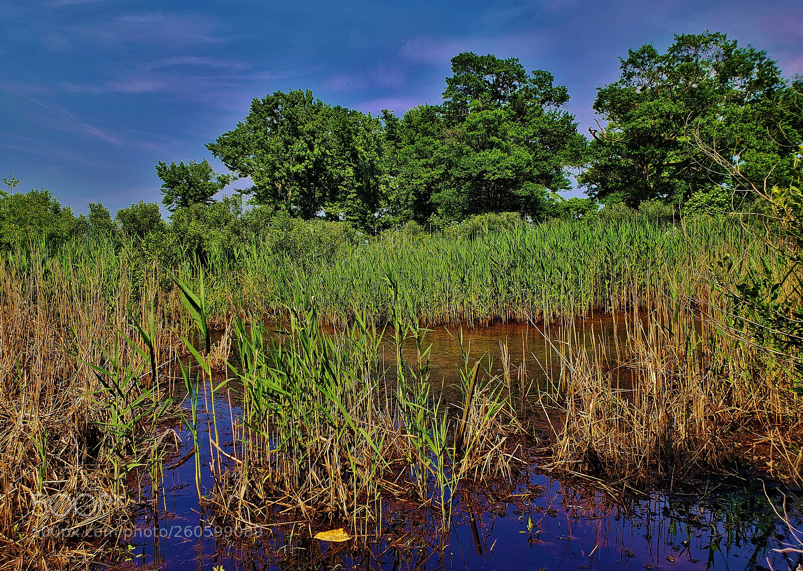 Samsung Galaxy S9+ sample photo. Fort smallwood marsh 2018 photography