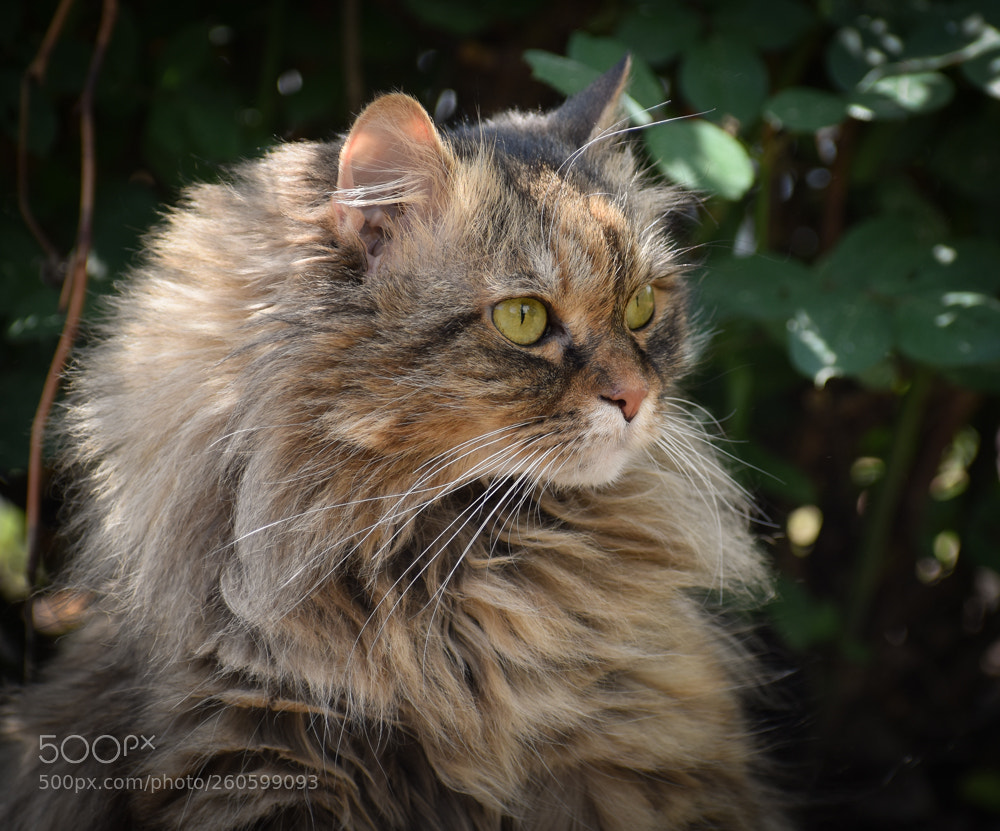 Nikon D5600 sample photo. Friendly photography