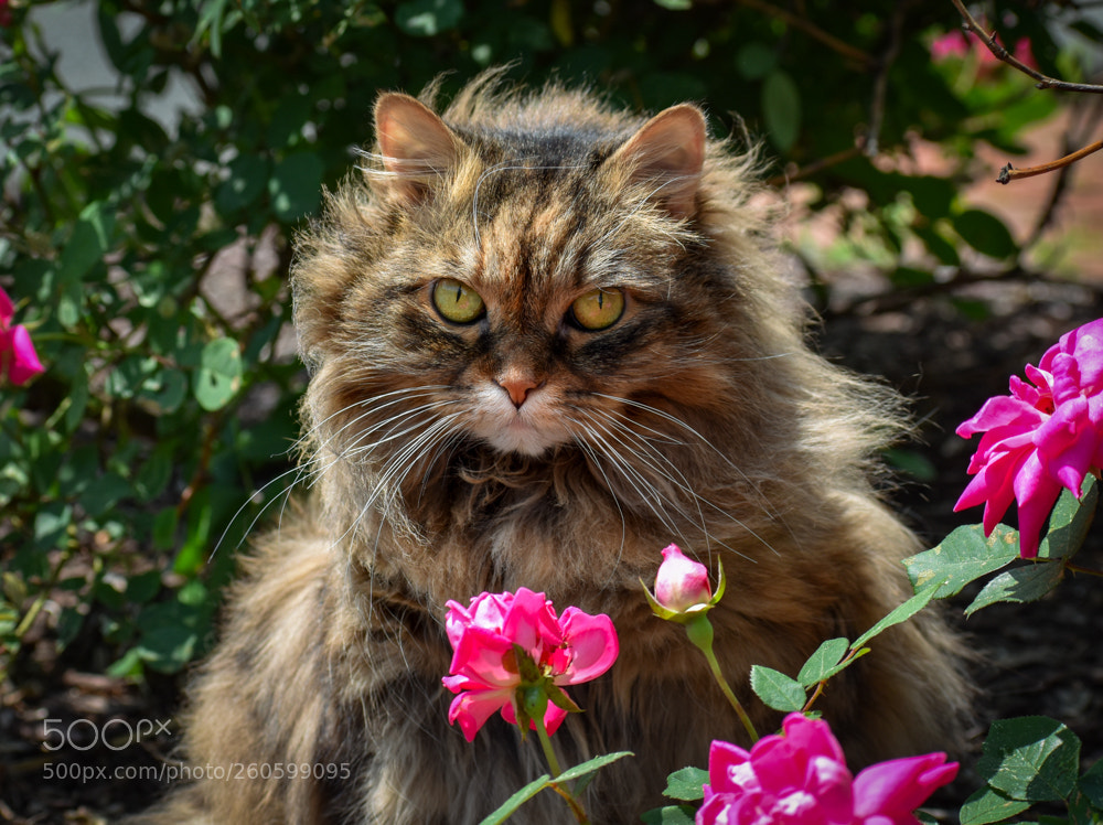 Nikon D5600 sample photo. Friendlyinroses photography