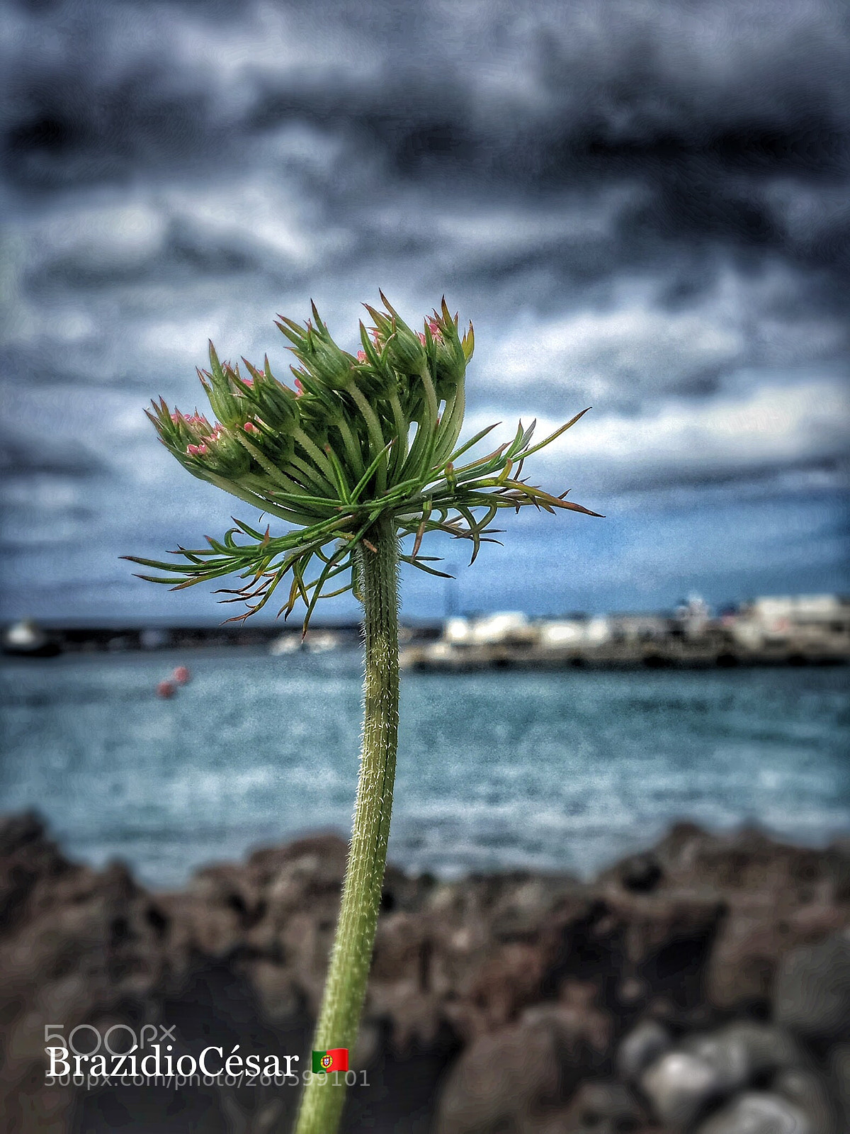 Apple iPhone 6s sample photo. Untitled photography