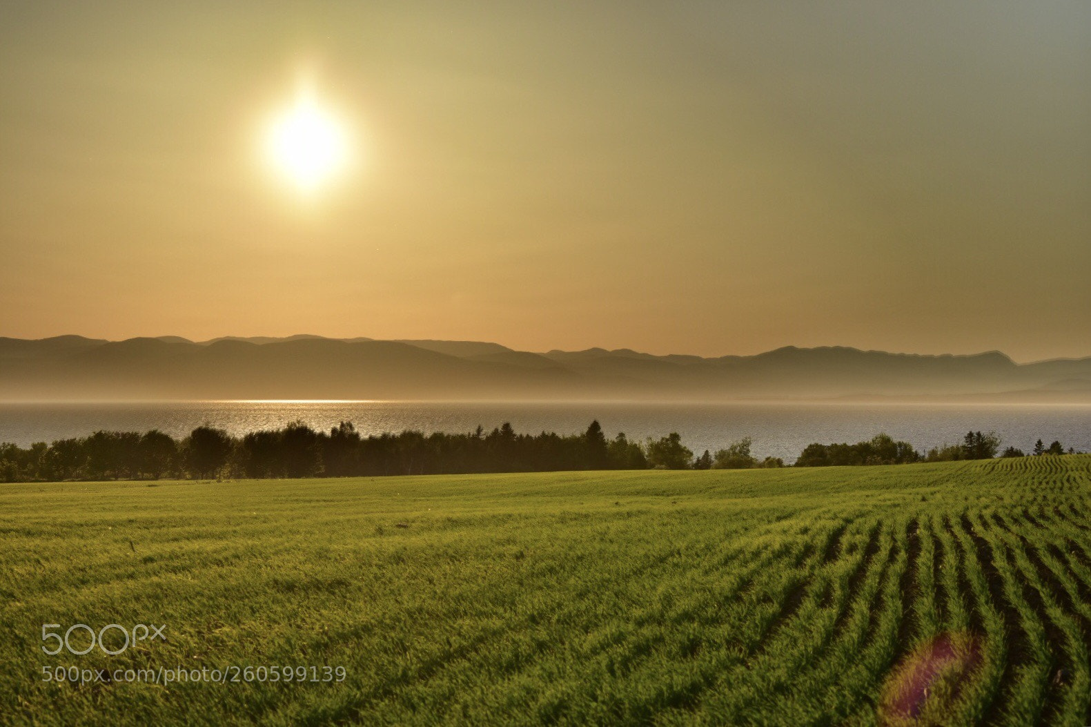 Nikon D7200 sample photo. Sunset over field photography