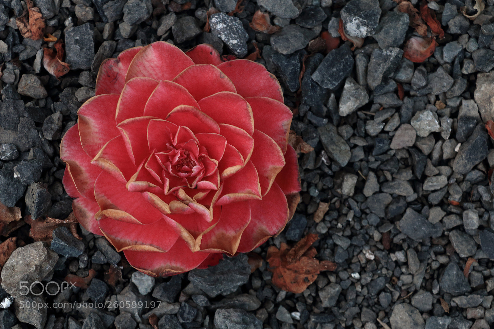 Canon EOS 70D sample photo. 2016073 photography