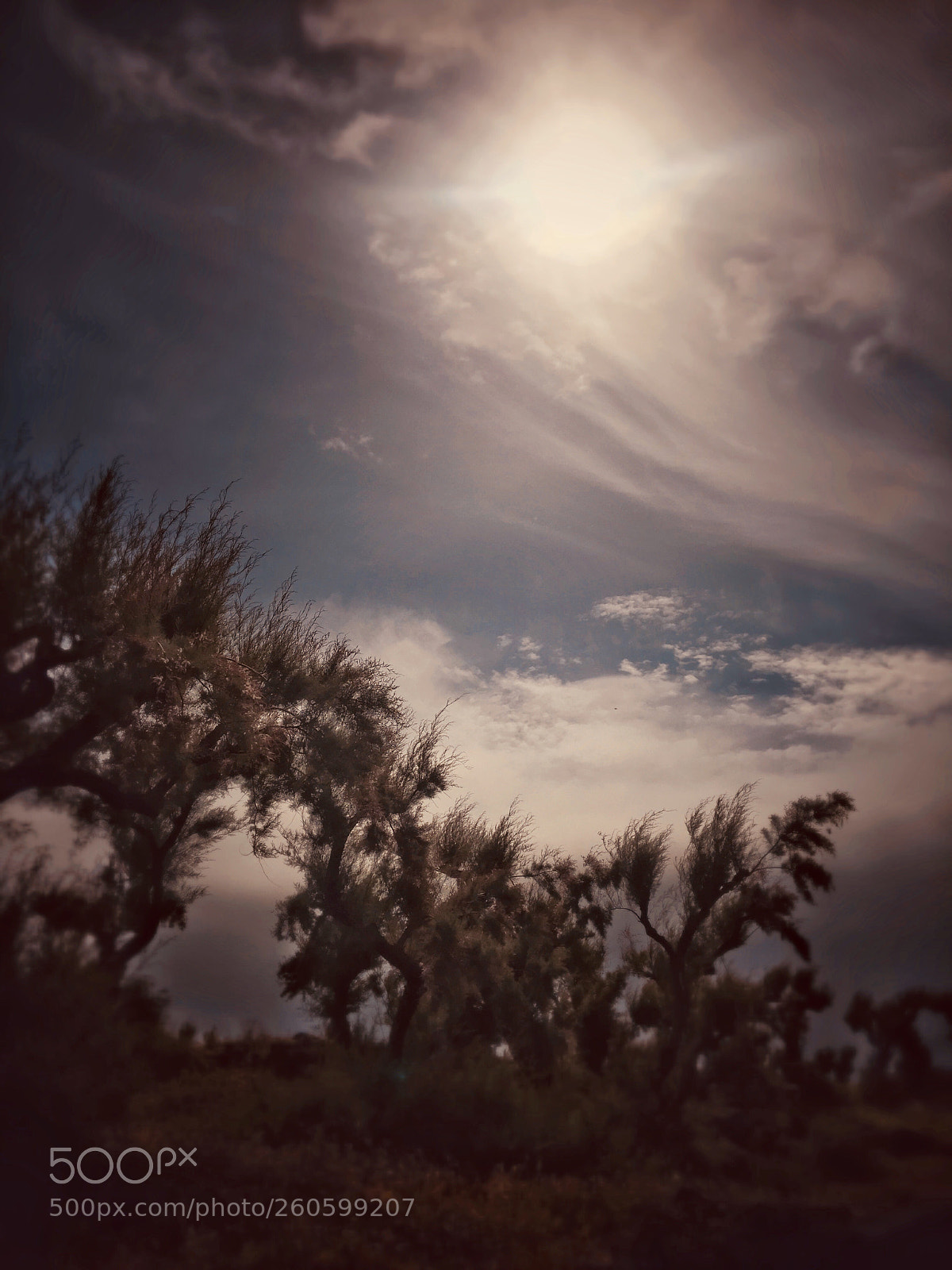 Apple iPhone 6s sample photo. Untitled photography