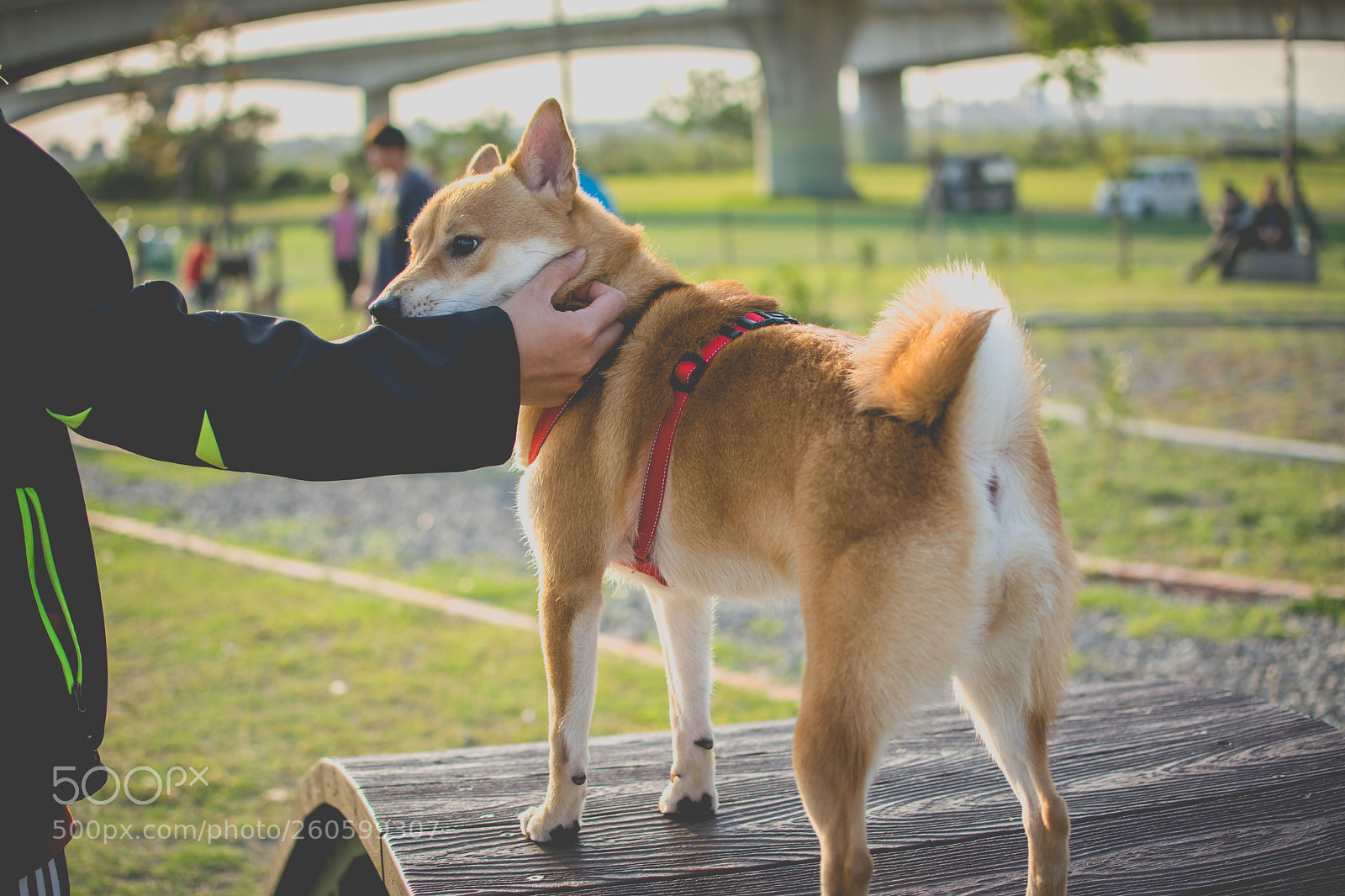 Nikon D5300 sample photo. 柴犬 shiba photography