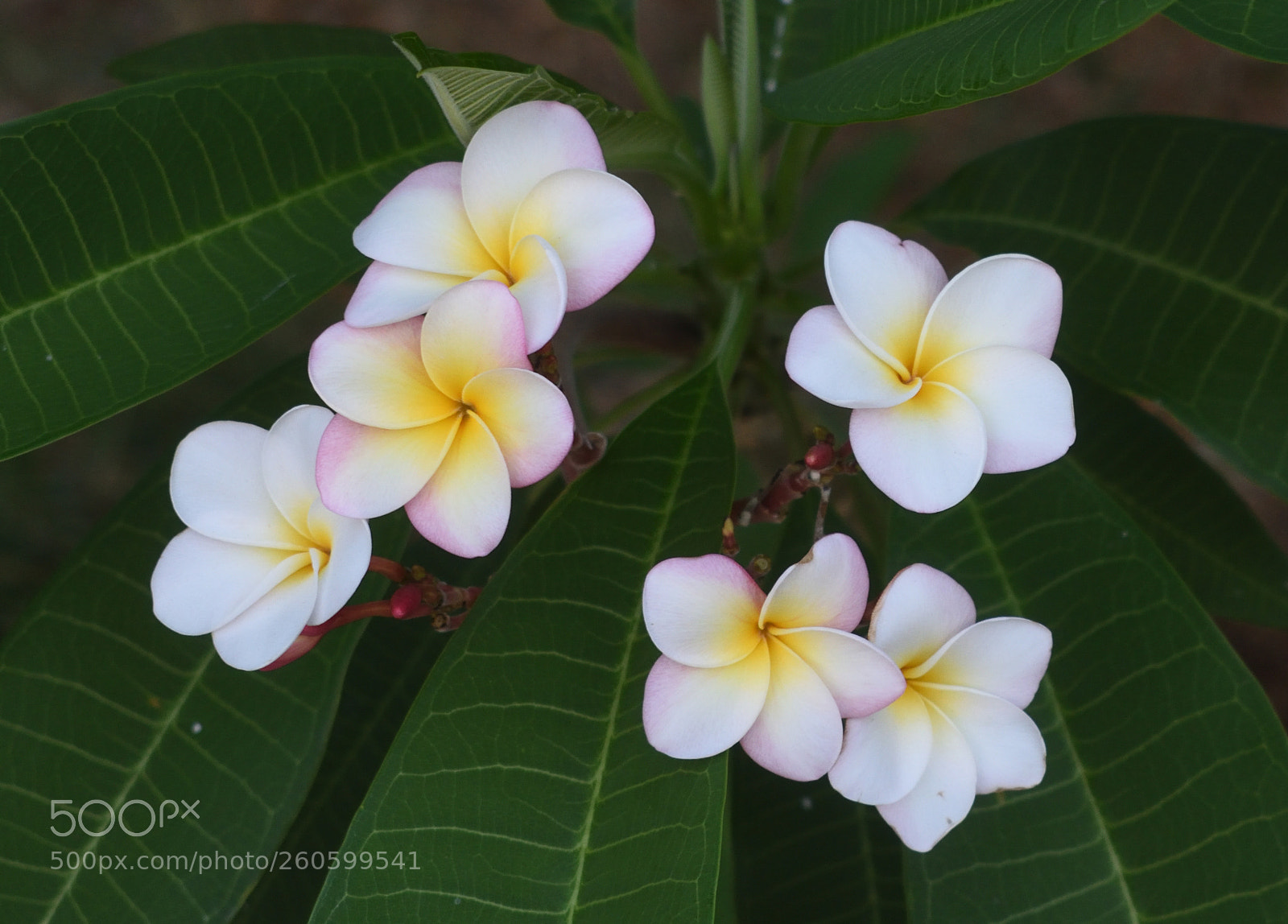 Nikon D3400 sample photo. Edo photography