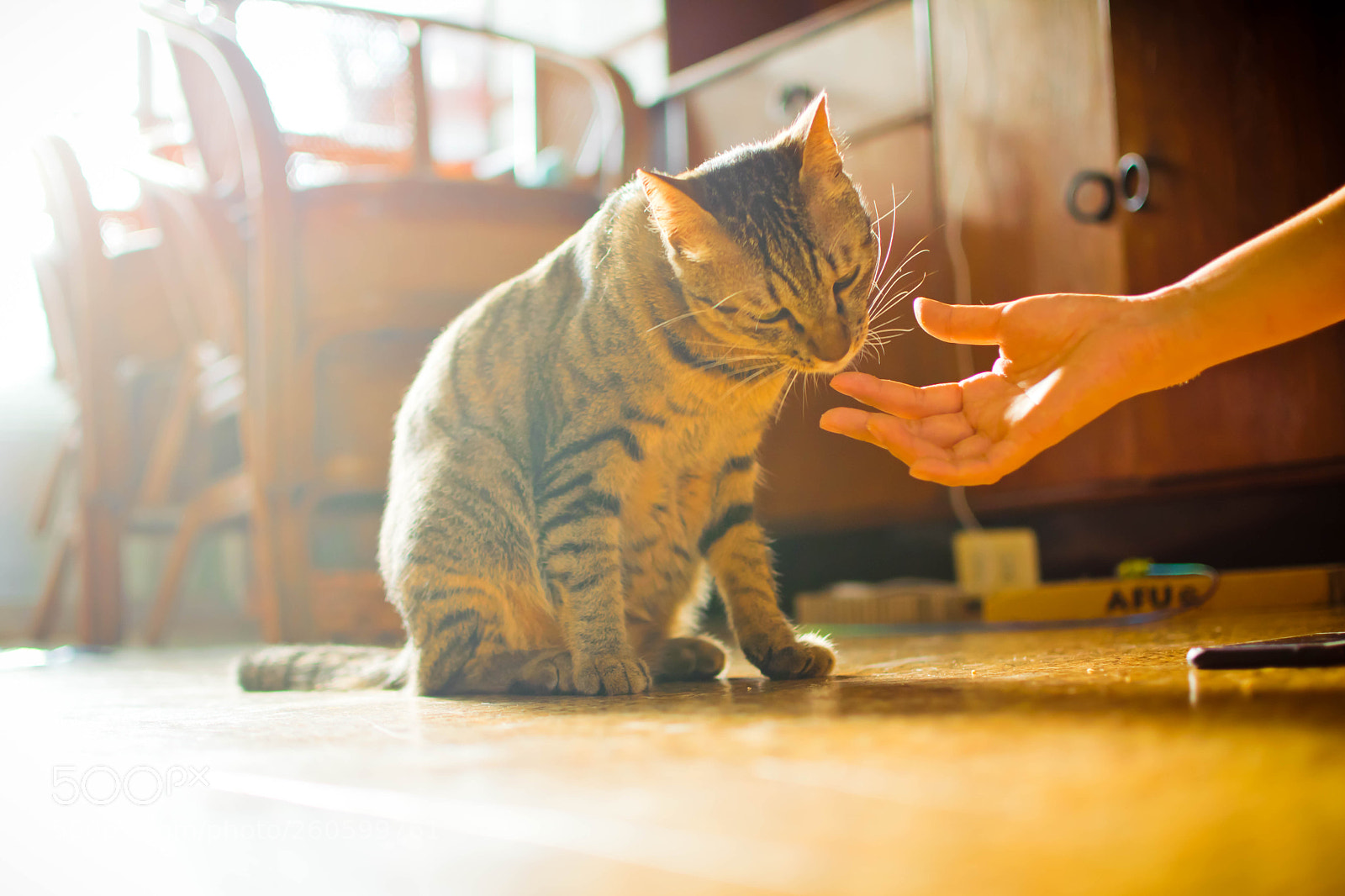 Nikon D5300 sample photo. 貓neko photography