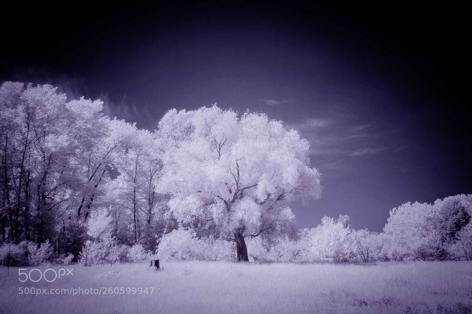 Canon EOS 700D (EOS Rebel T5i / EOS Kiss X7i) sample photo. Infrared photography