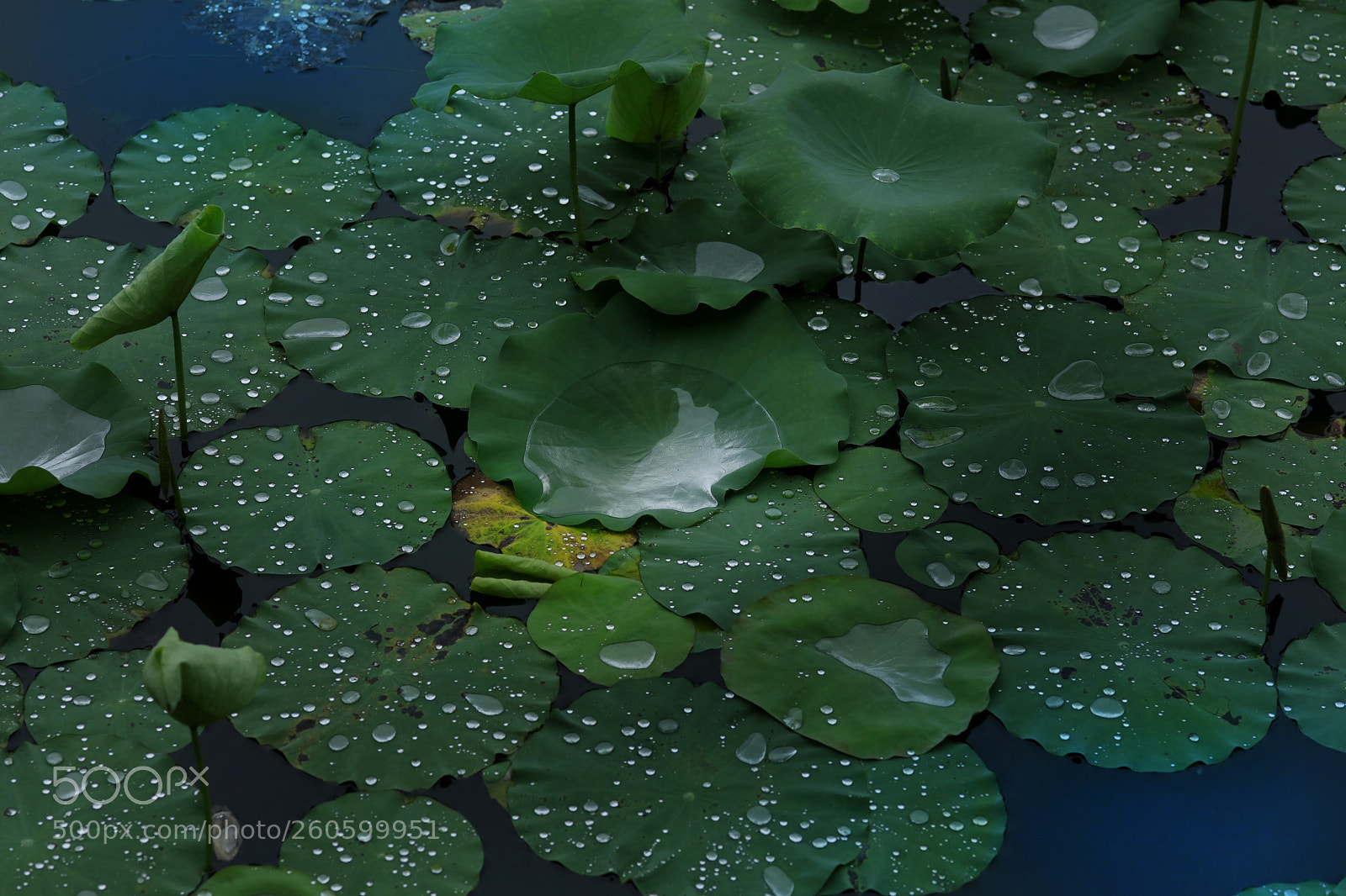 Canon EOS 5DS R sample photo. Drops of pearl photography