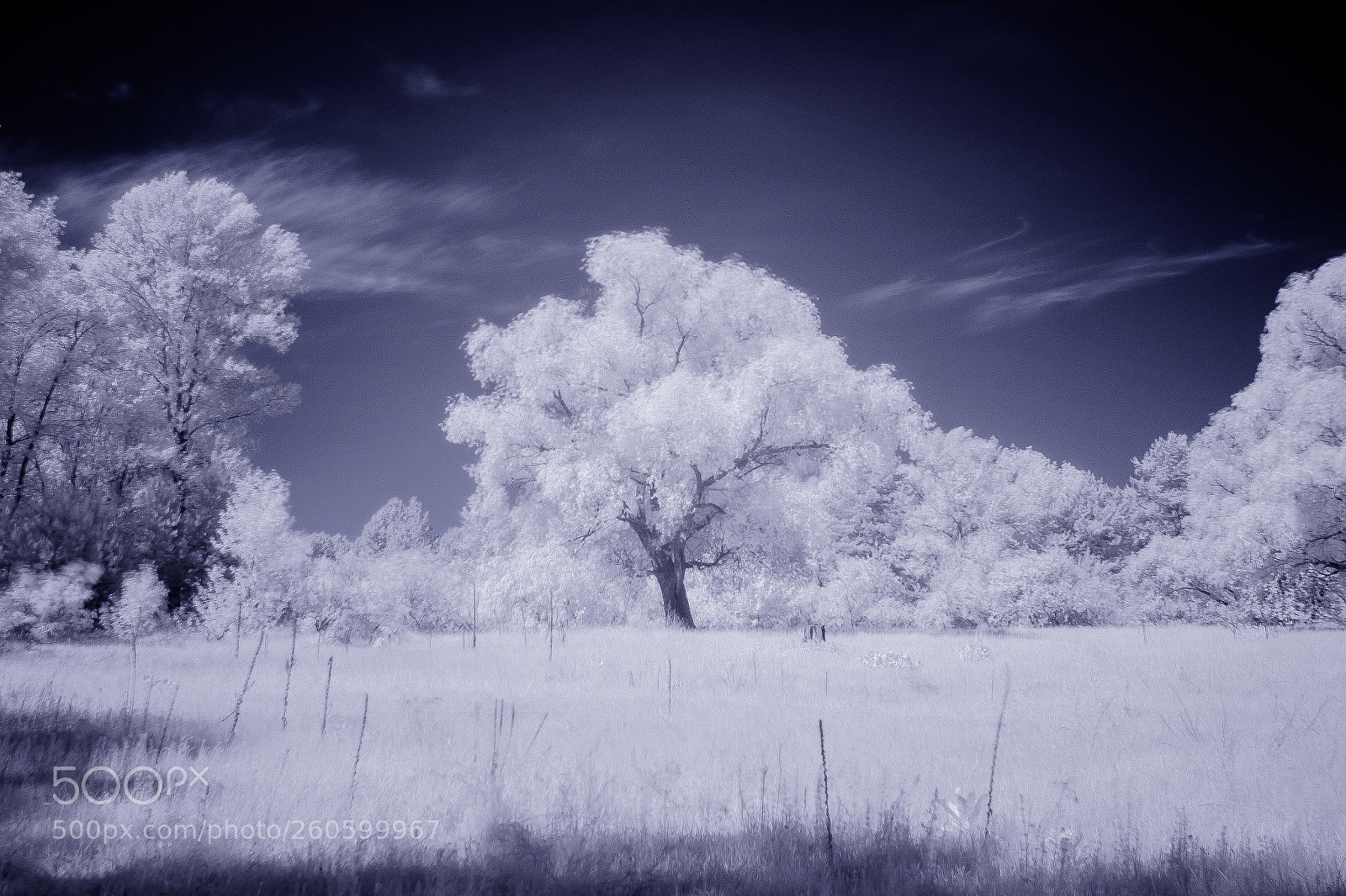 Canon EOS 700D (EOS Rebel T5i / EOS Kiss X7i) sample photo. Infrared photography