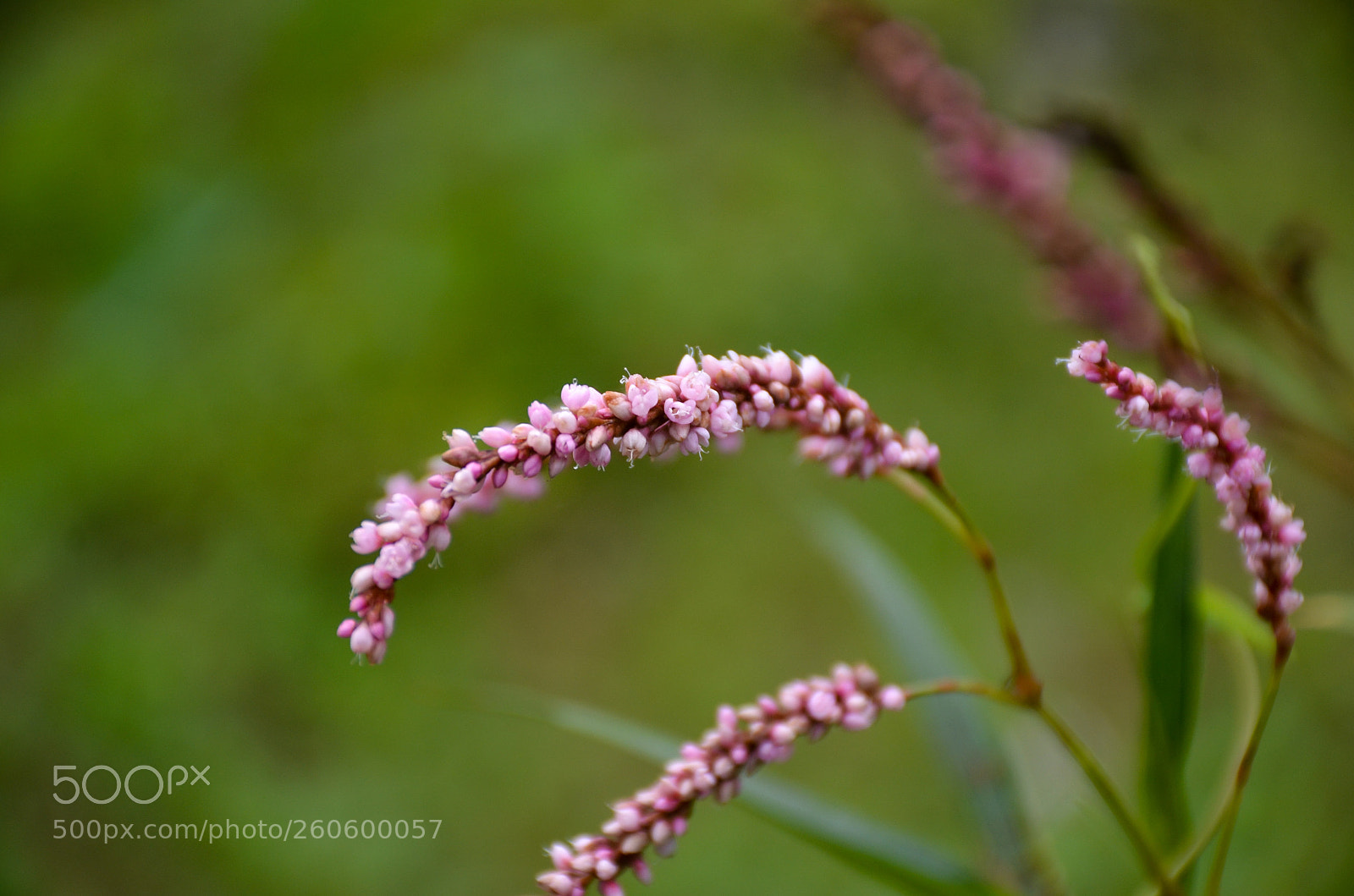 Nikon D7000 sample photo. Wild flower photography