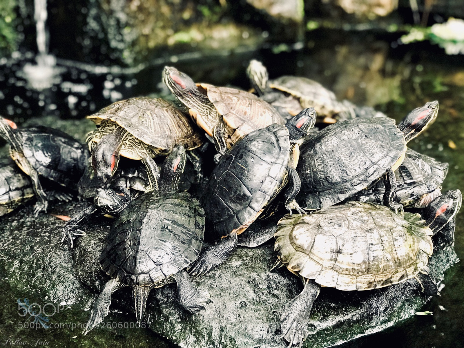 Apple iPhone 7 Plus sample photo. Bunch of turtles  photography