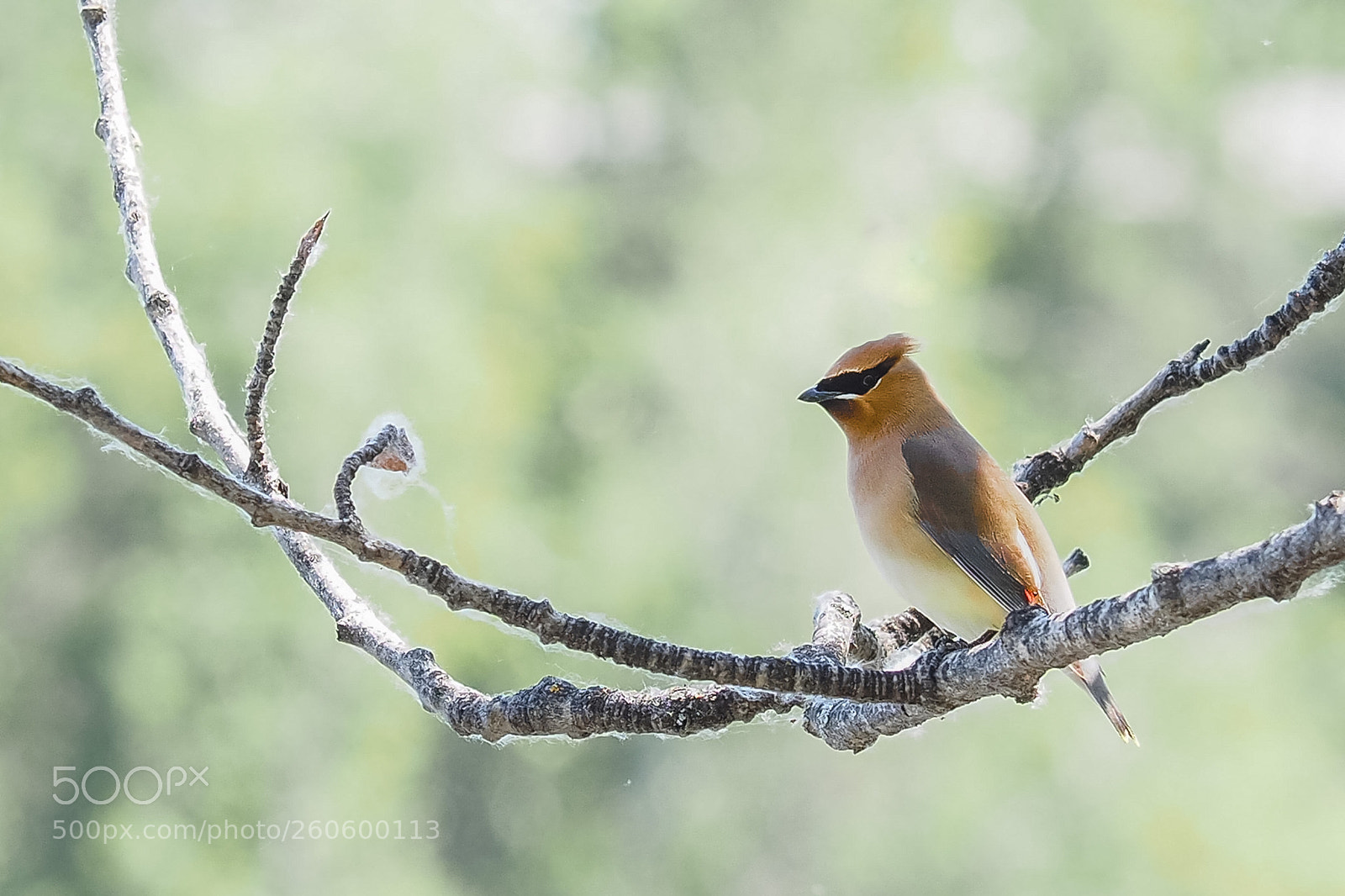 Olympus OM-D E-M1 Mark II sample photo. Waxwing photography