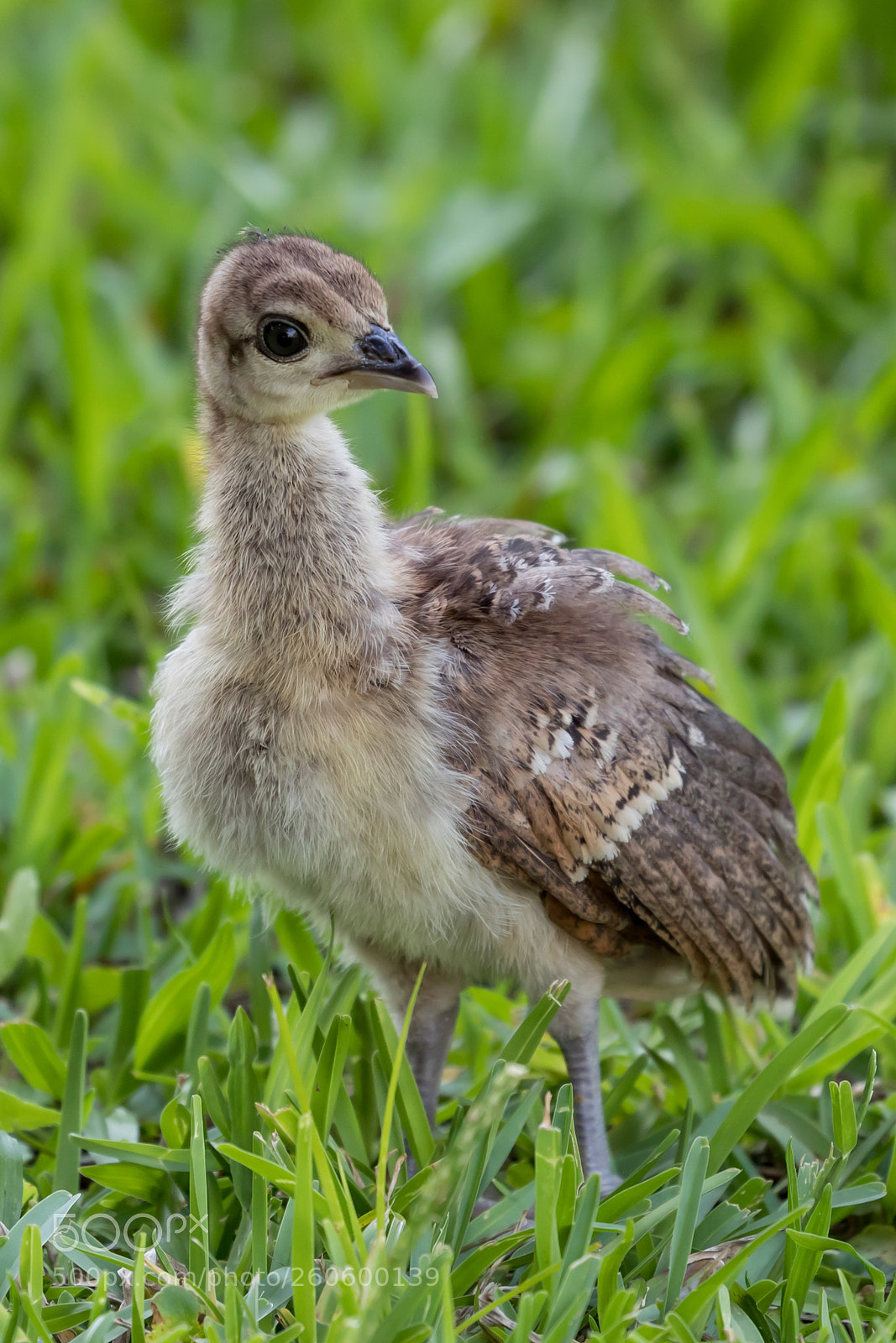 Canon EOS 5D Mark IV sample photo. Peachick photography